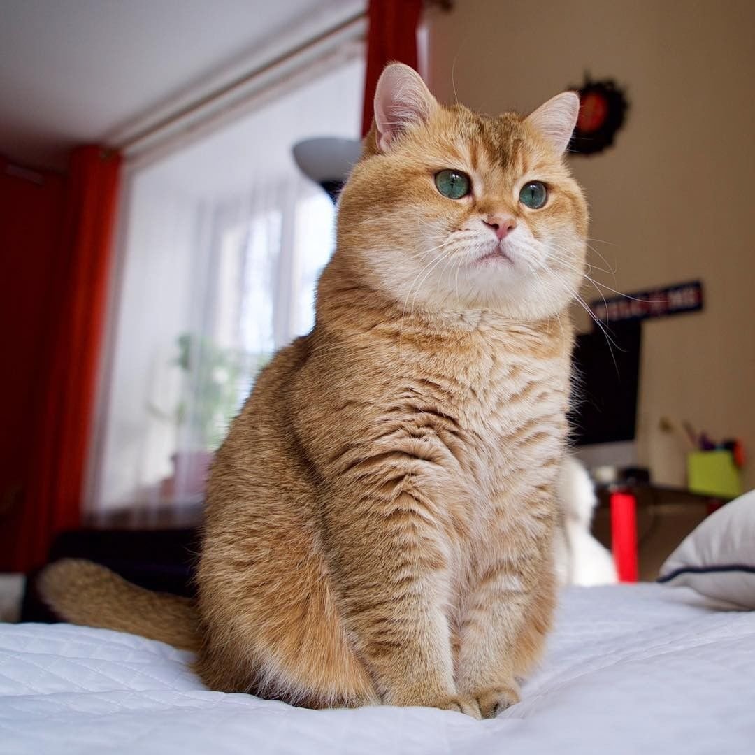 Фото британская короткошерстная кошка рыжая