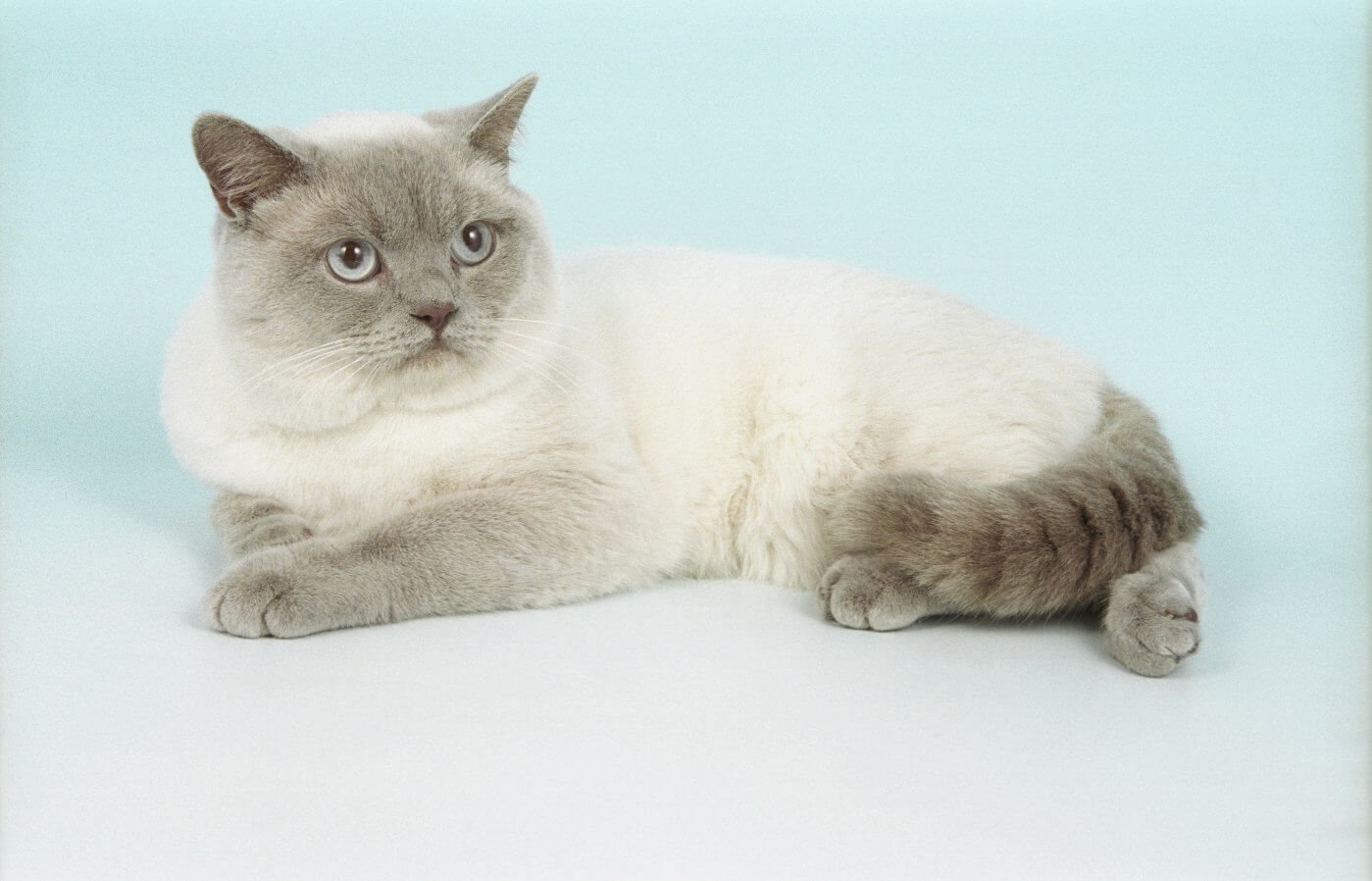 Порода кошек серо белого окраса