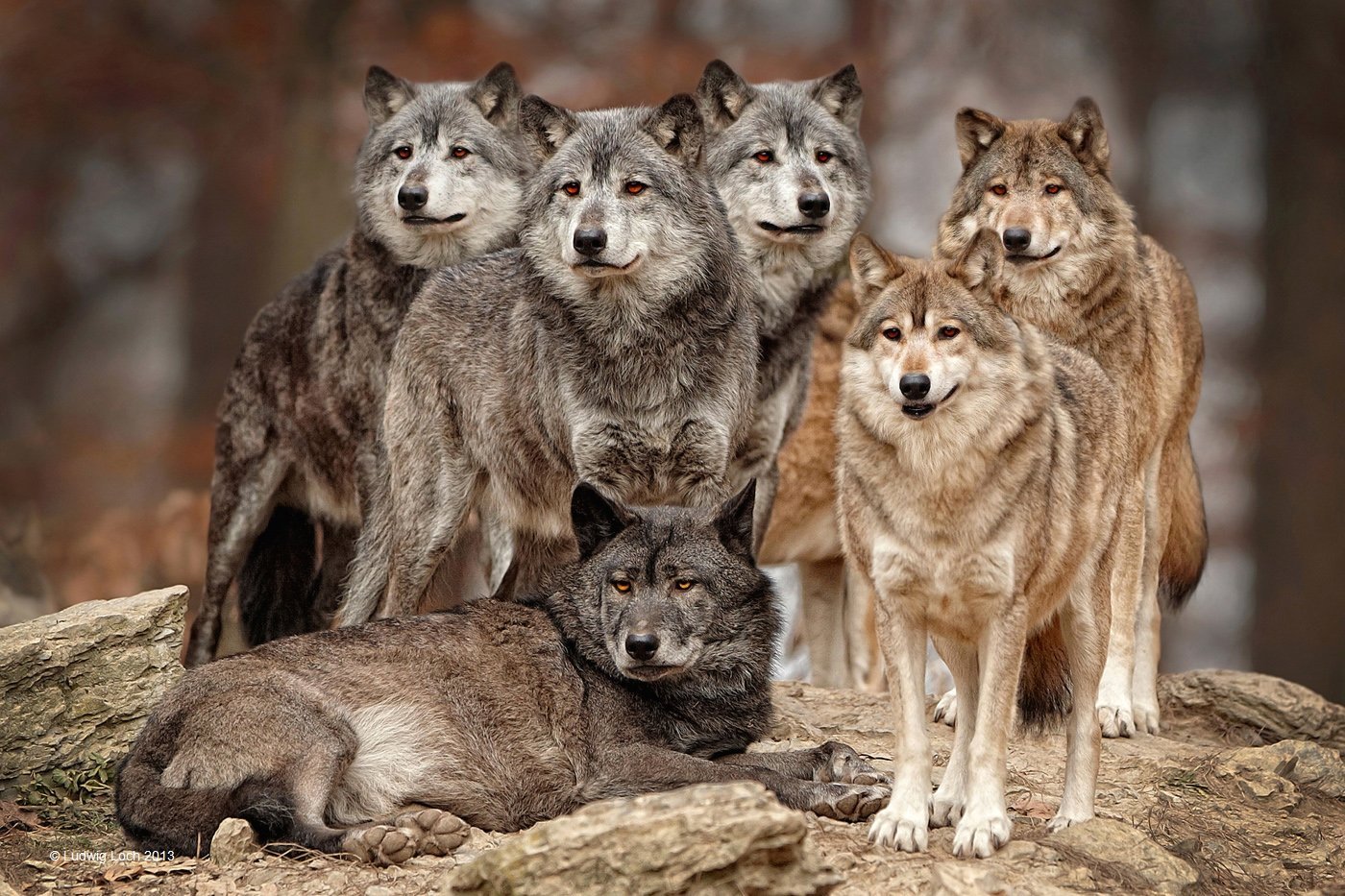 Родина дружелюбного волка. Волчья стая с волчатами. Волчья стая волки волчата. Стая Волков.
