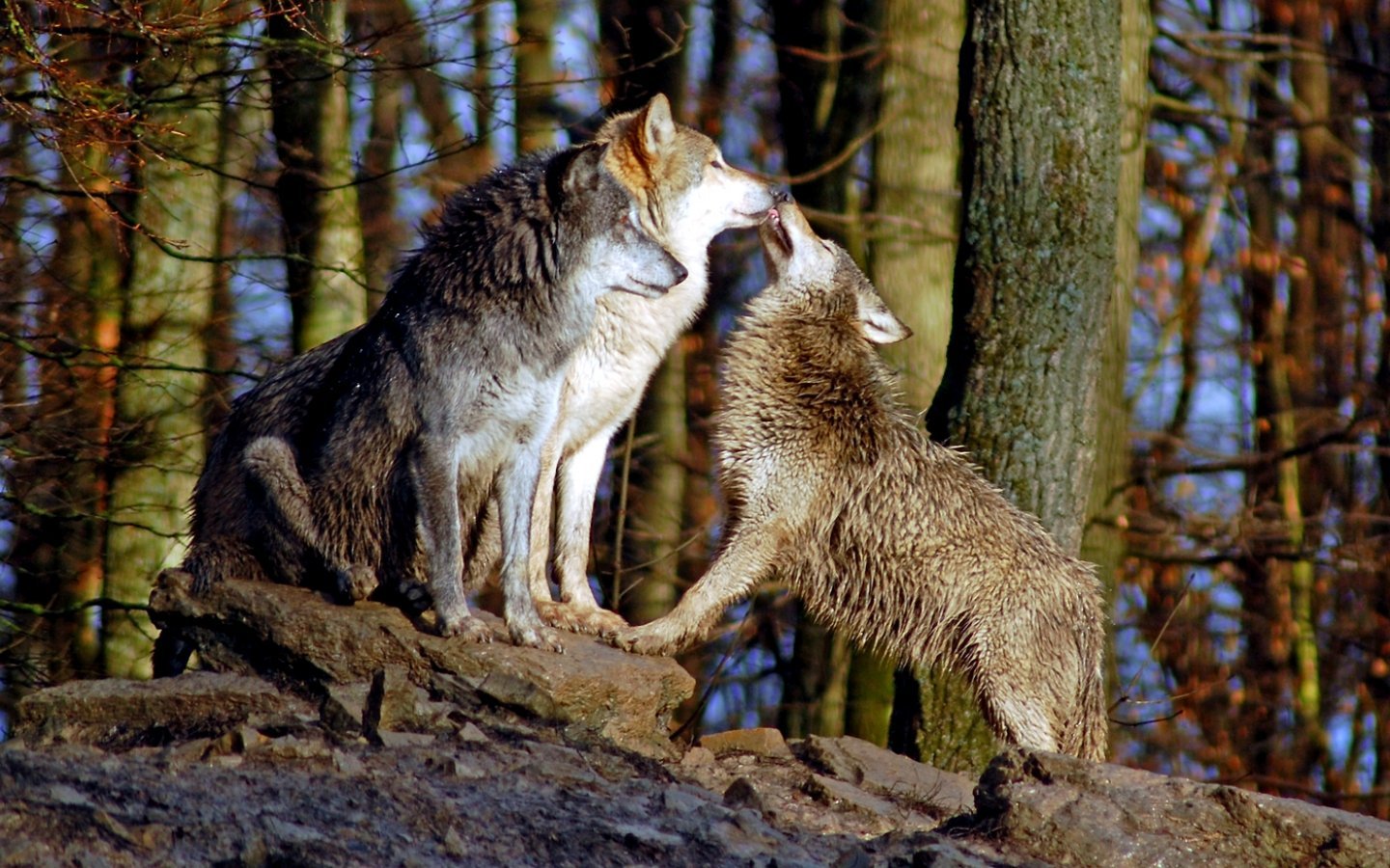 Рыси лисы волки. Рысь и волк. Два волка. Волк с рысью. Рысь против волка.