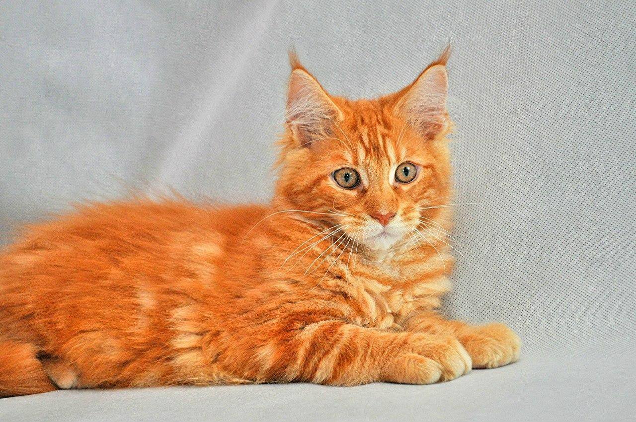 Порода кошек с рыжей шерстью. Сибирский майнкун рыжий. Мейн кун персиковый. Рыжий кот Мейн кун. Мейн кун рыжий.