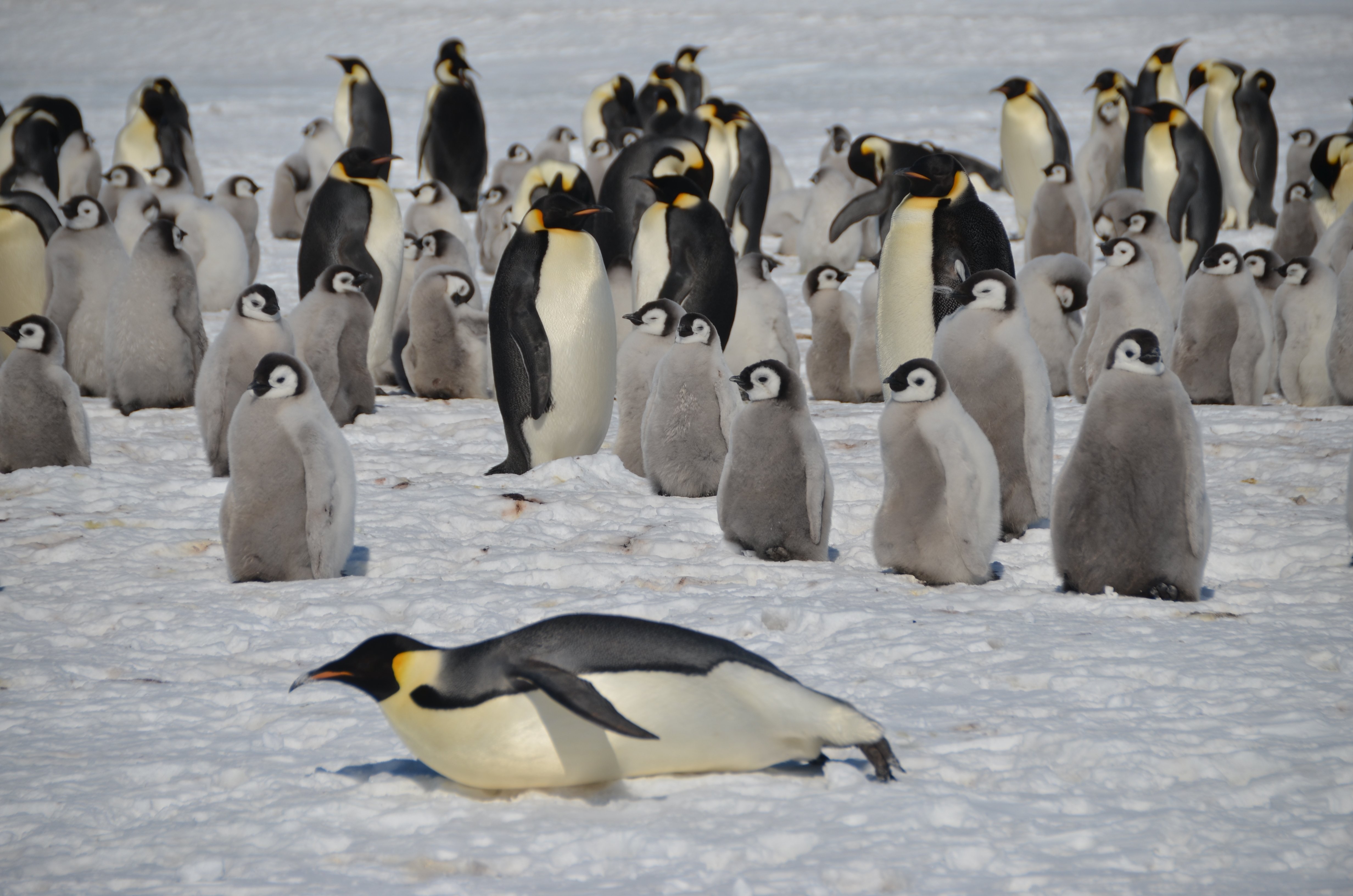 Где живет императорский пингвин. Императорский Пингвин в Антарктиде. Пингвины в Антарктиде. Колония пингвинов в Антарктиде. Лос Пингвинос.