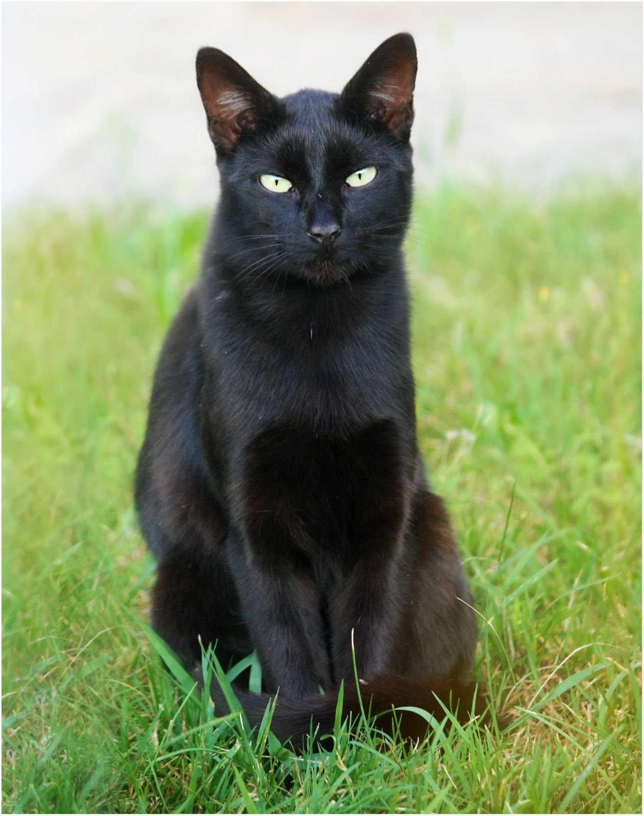 Черная распространенная порода. Бомбейская кошка. Бомбейская черная кошка. Британская Бомбейская кошка. Кошка Бомбейская пантера.