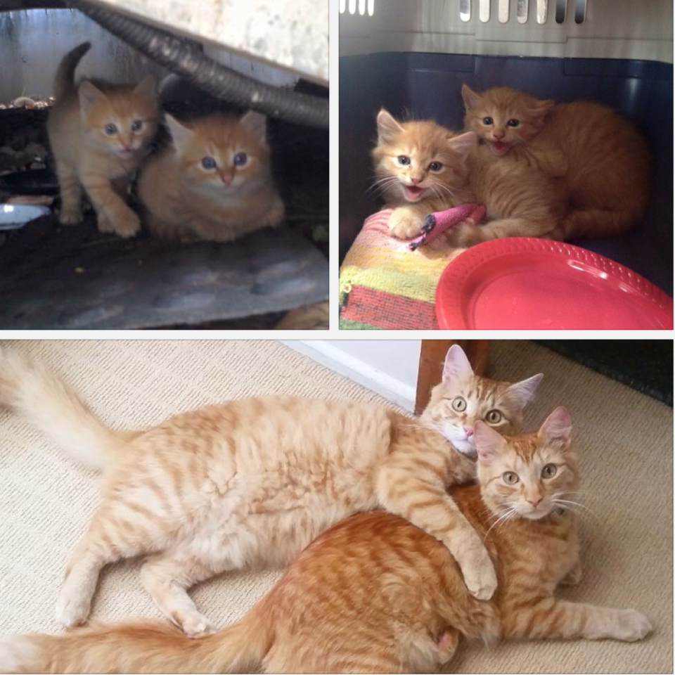 Как вырастают котята. Рыжие котята до и после. Котята до и после взросления. Рыжий котенок вырос. Котята и взрослые кошки до после.