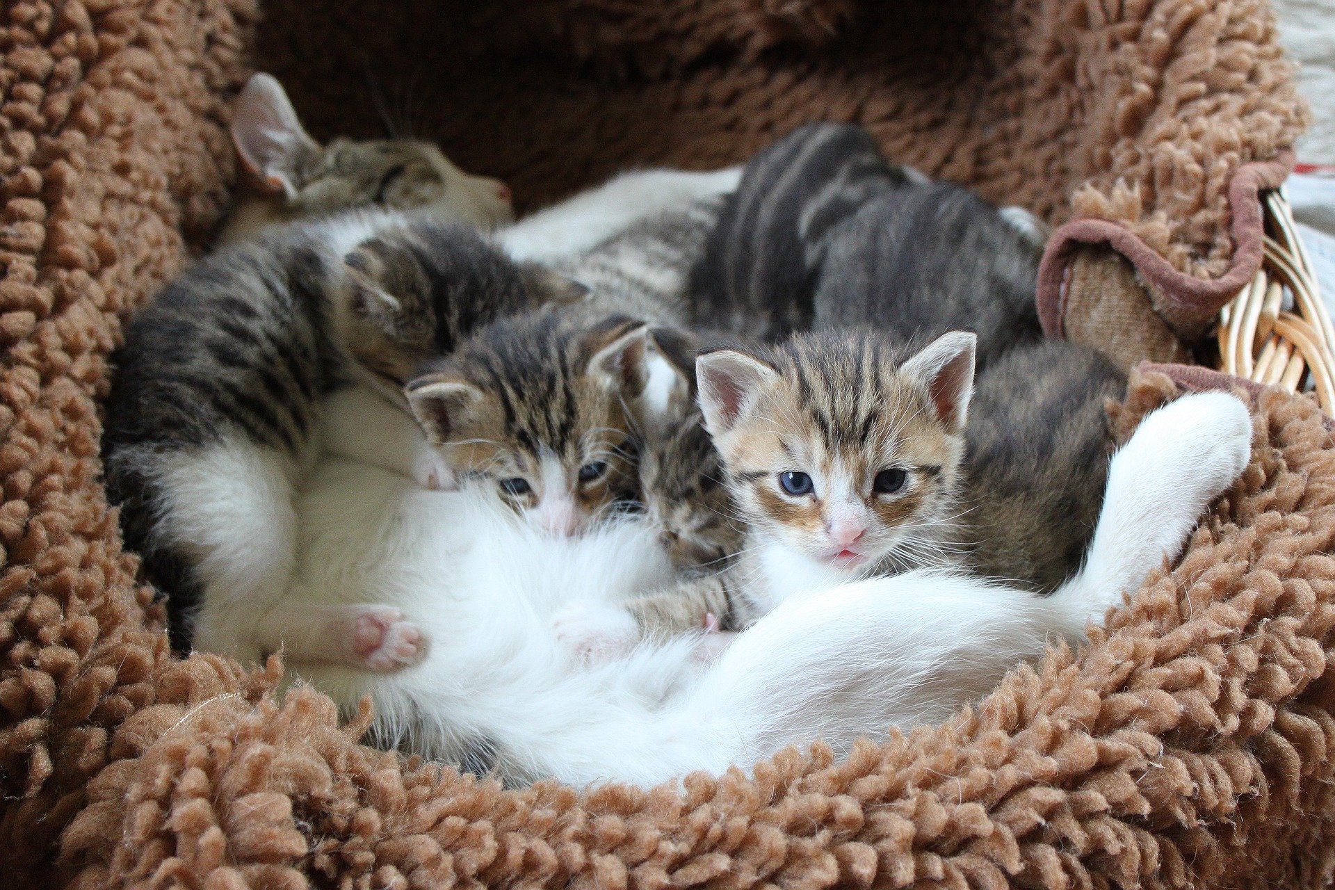 Четверо кошек. Кошка с котятами. Домашние котята. Котята фото. Домашняя кошка с котятами.