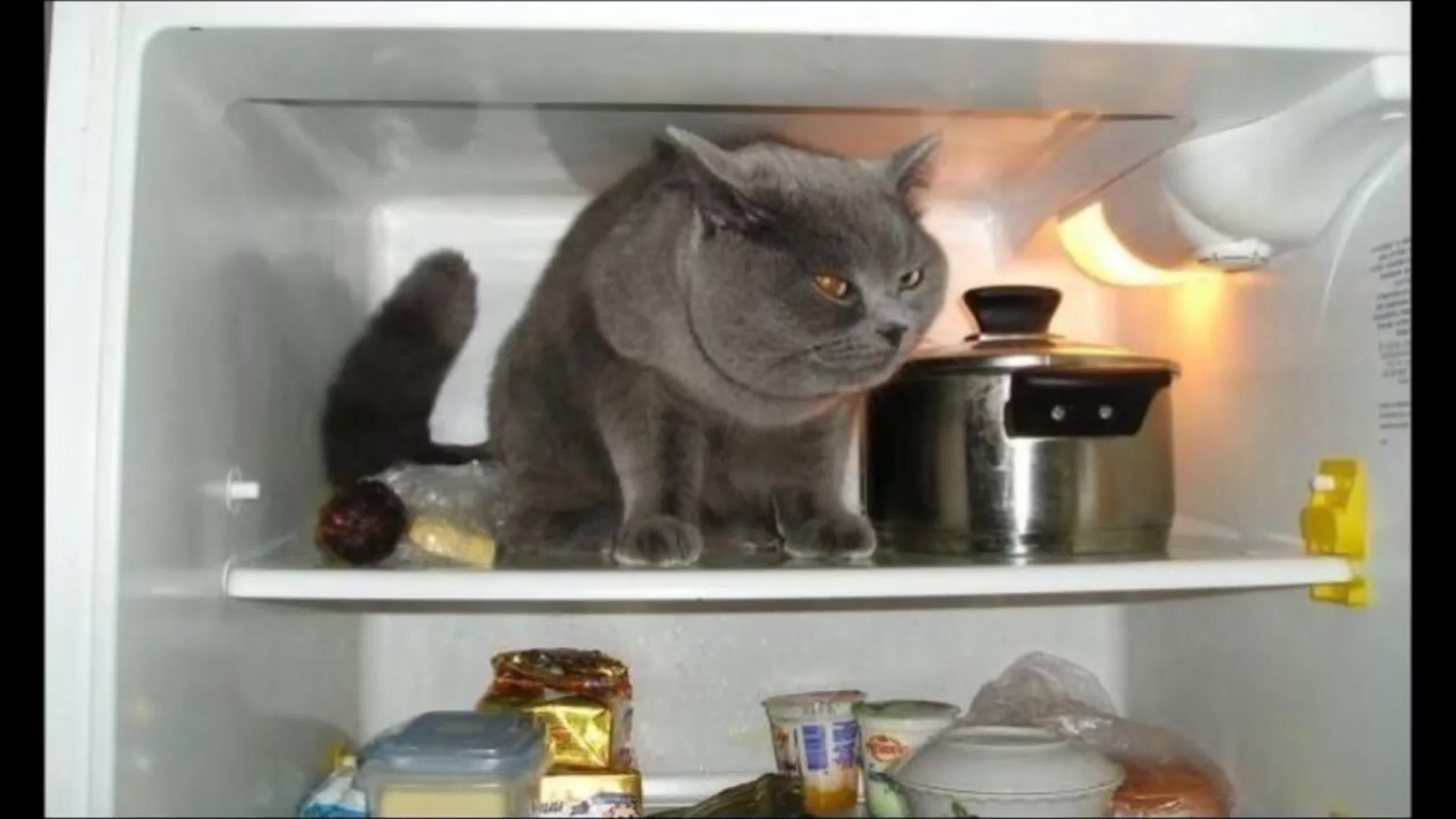 На ночь глядя есть. Коты в холодильнике. Котик на кухне. Кошка на холодильник. Кошачий холодильник.