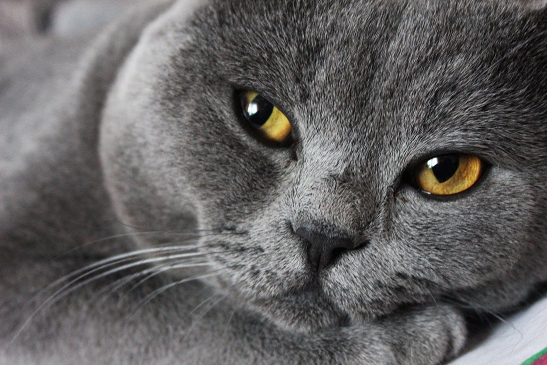Картинки серых кошек. Кот британец серый. Британский кот вислоухий серый. Голубой британец кот. Британская короткошёрстная кошка.