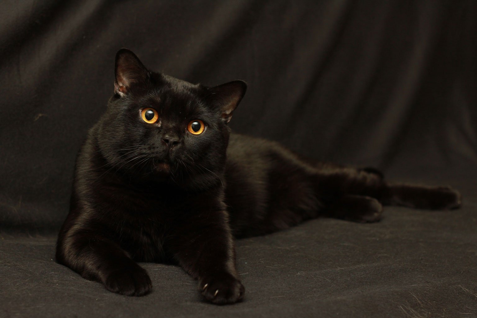 Черный кот шотландец прямоухий - 50 фото