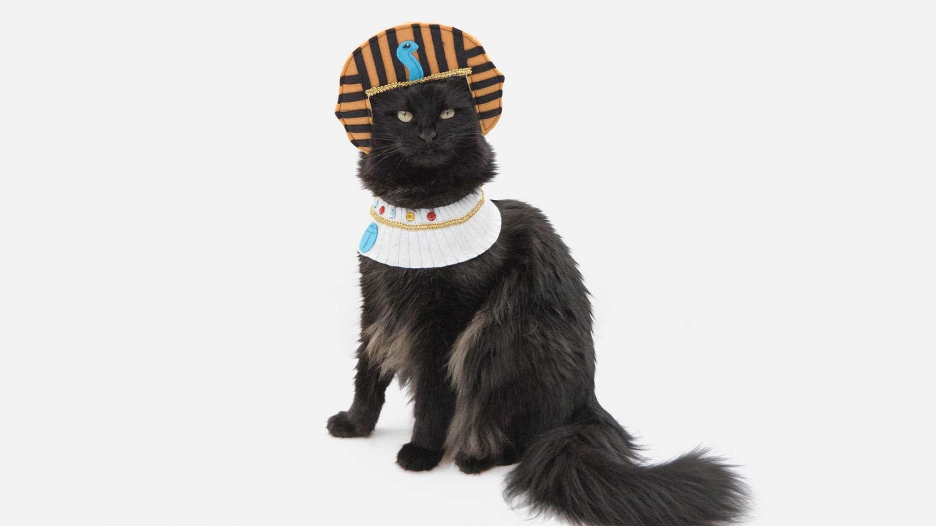 Музыка египта для кошек. Египетская кошка фараона. Котик фараон. Кот в костюме Египта. Костюм египетской кошки.