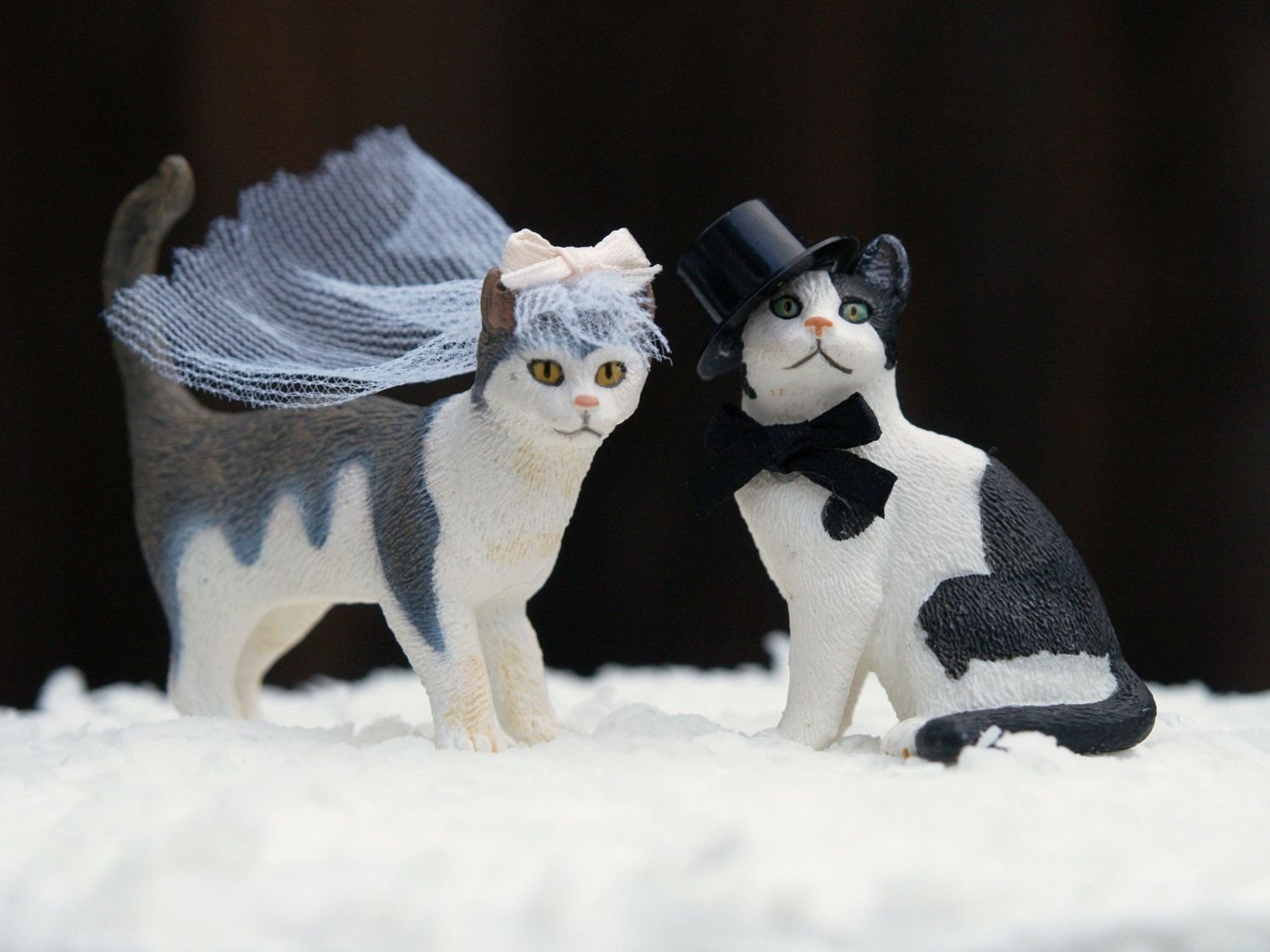 Кошки выходят замуж. Свадебные коты. Коты в свадебных нарядах. Котики жених и невеста. Кошка невеста.