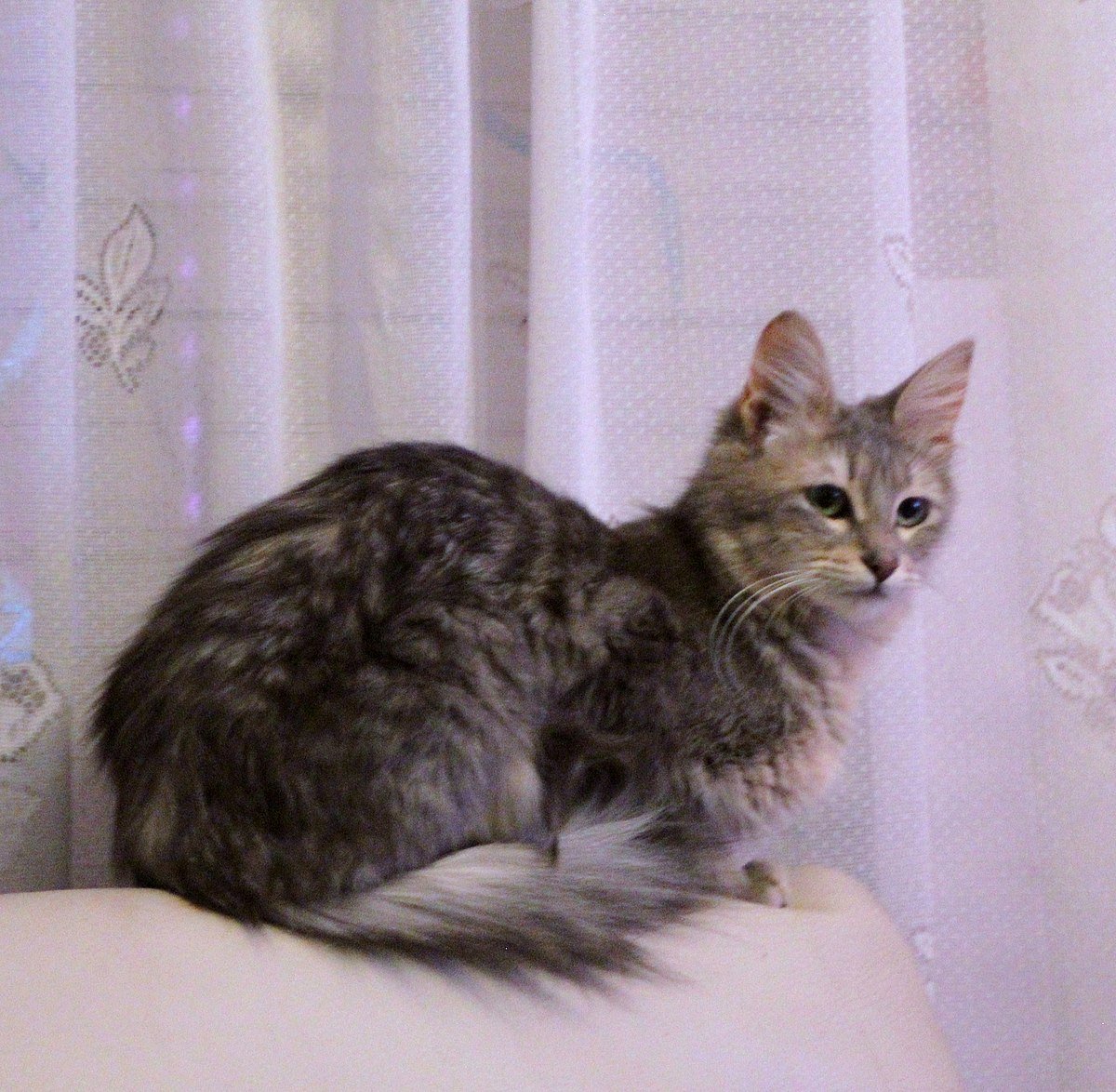 Кошка ангорская серая фото