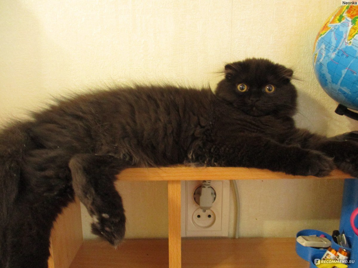 Шотландская вислоухая кошка черная длинношерстная