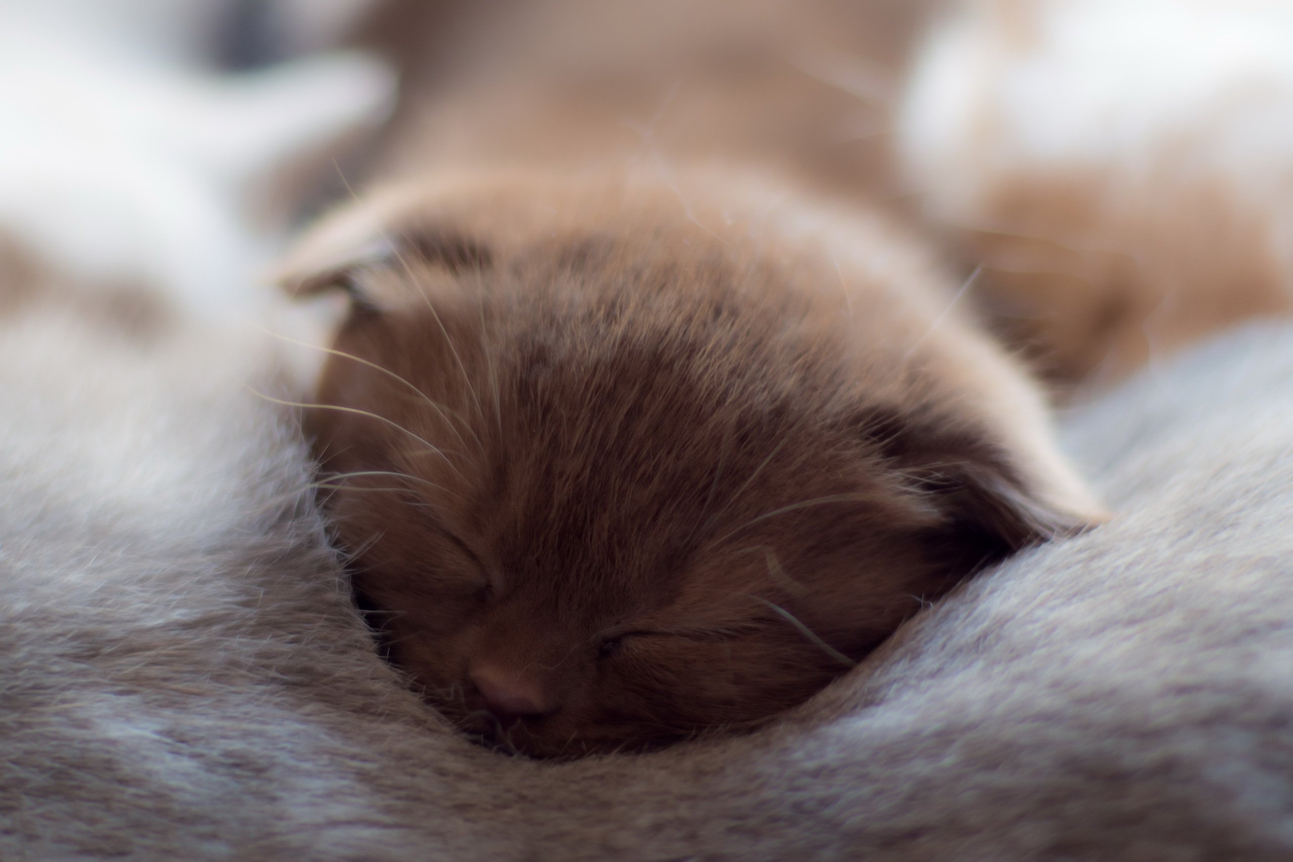 Пушистый спящий котенок. Спящий кот. Спящие котики. Спящий котенок. Милые спящие котята.