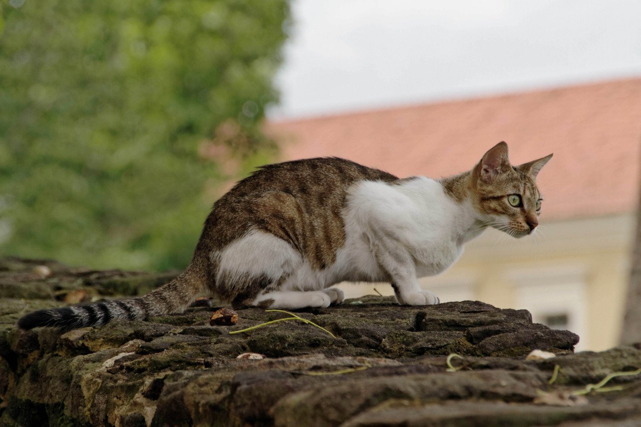 Порода кошек крысолов фото и описание породы