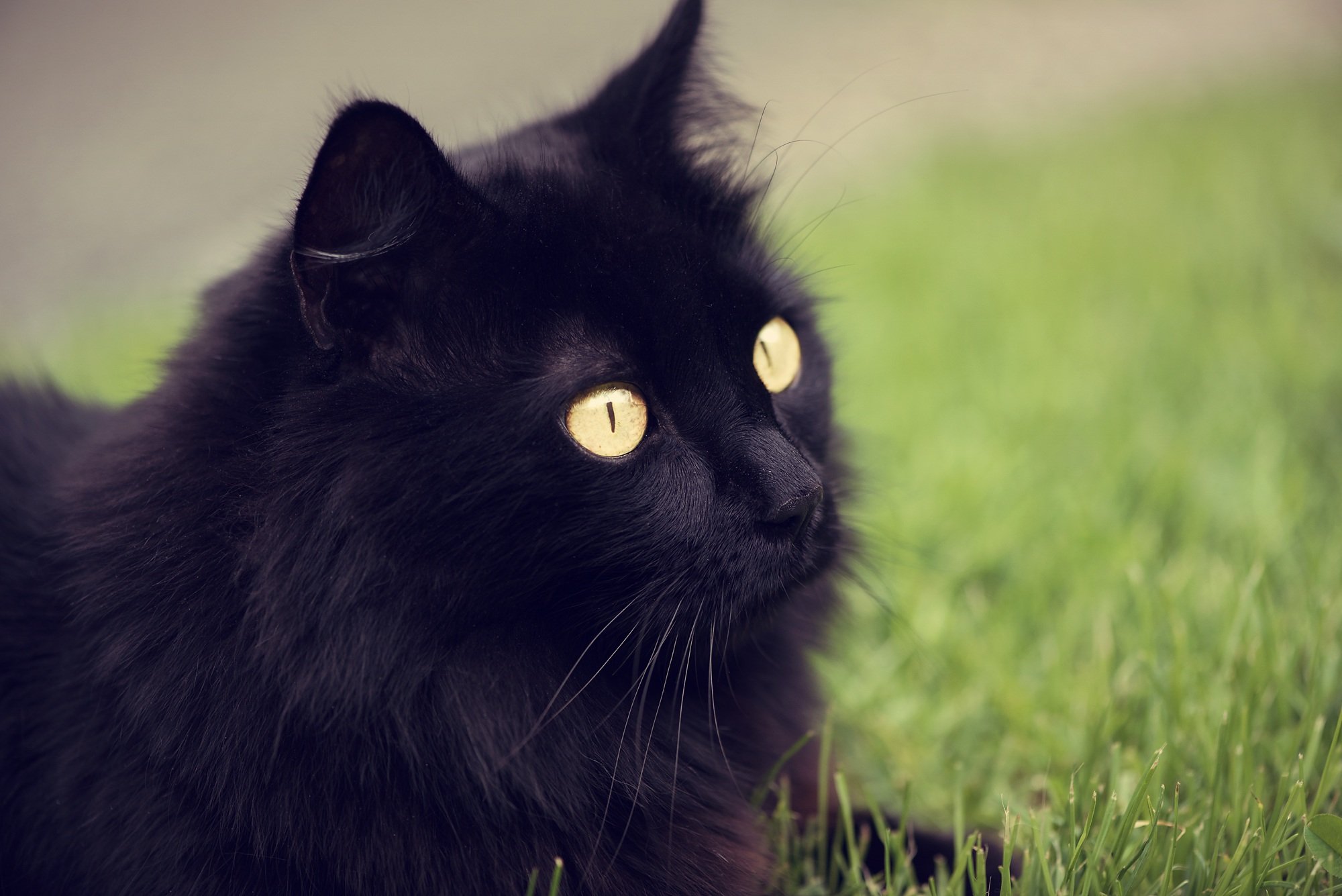 Ангора кошка черная - 45 фото