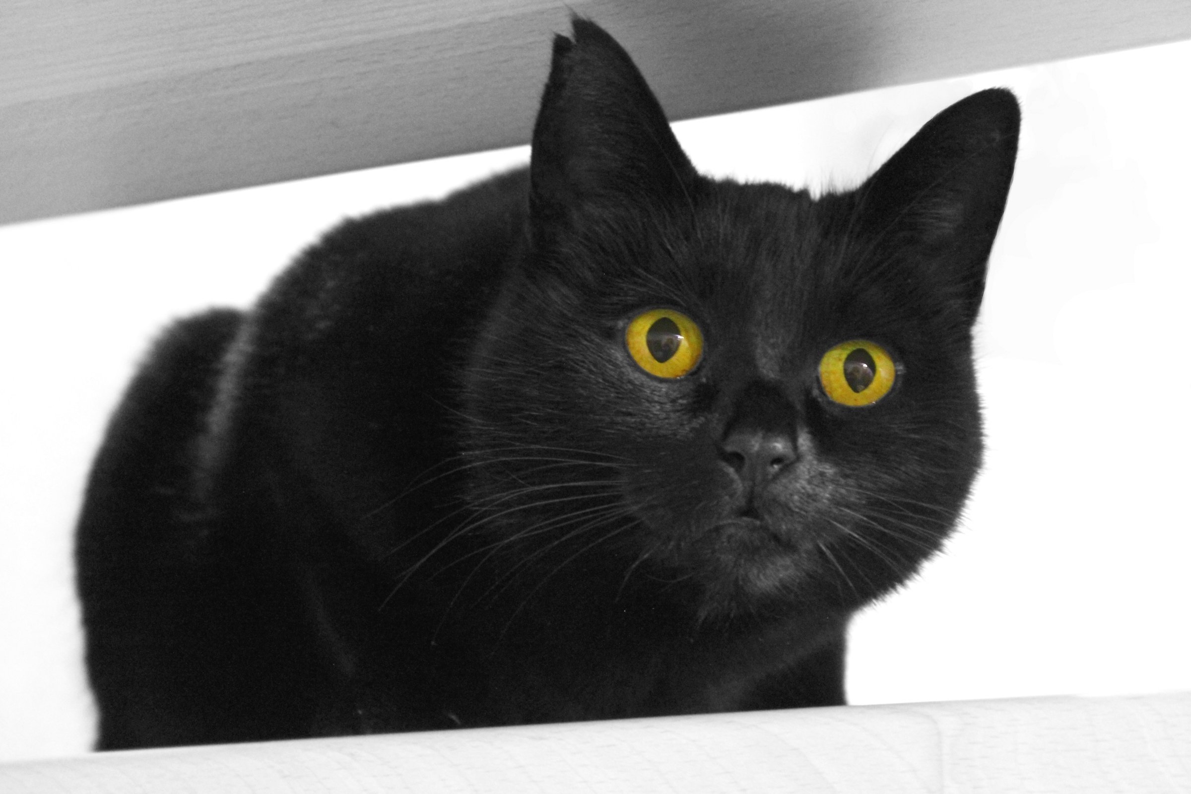 Порода черной кошки с желтыми глазами. Бомбейская кошка. Бомбейская кошка черно белая. Бомбейская кошка пушистая. Американская короткошёрстная кошка черная.