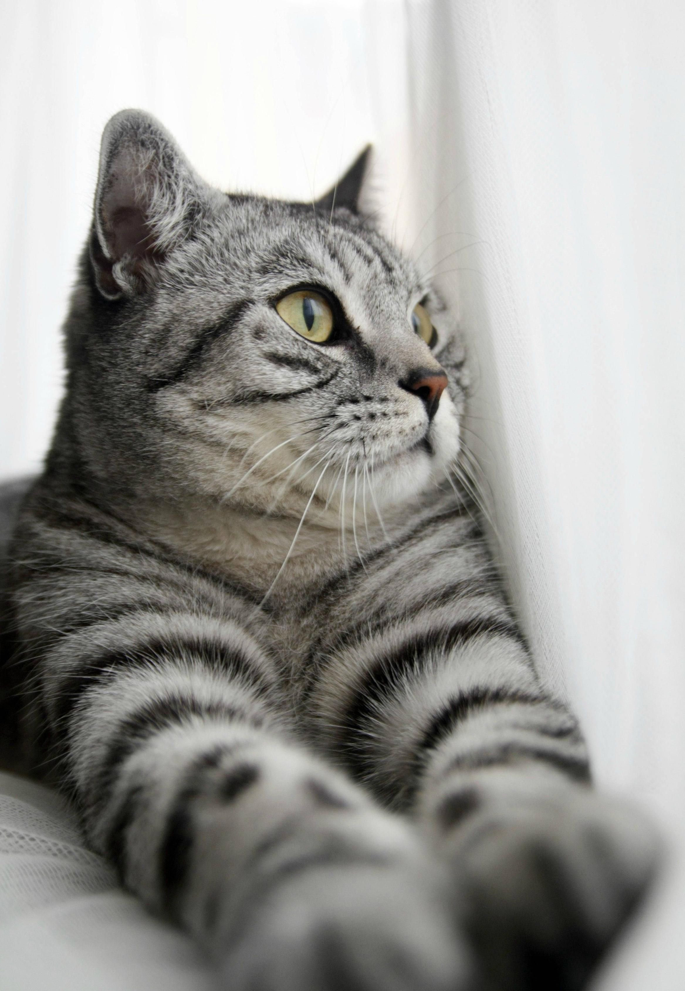 Порода кошек вискас. Британская кошка табби. Шотландский прямоухий полосатый кот. Табби кошка британец. Британская кошка короткошерстная полосатая.