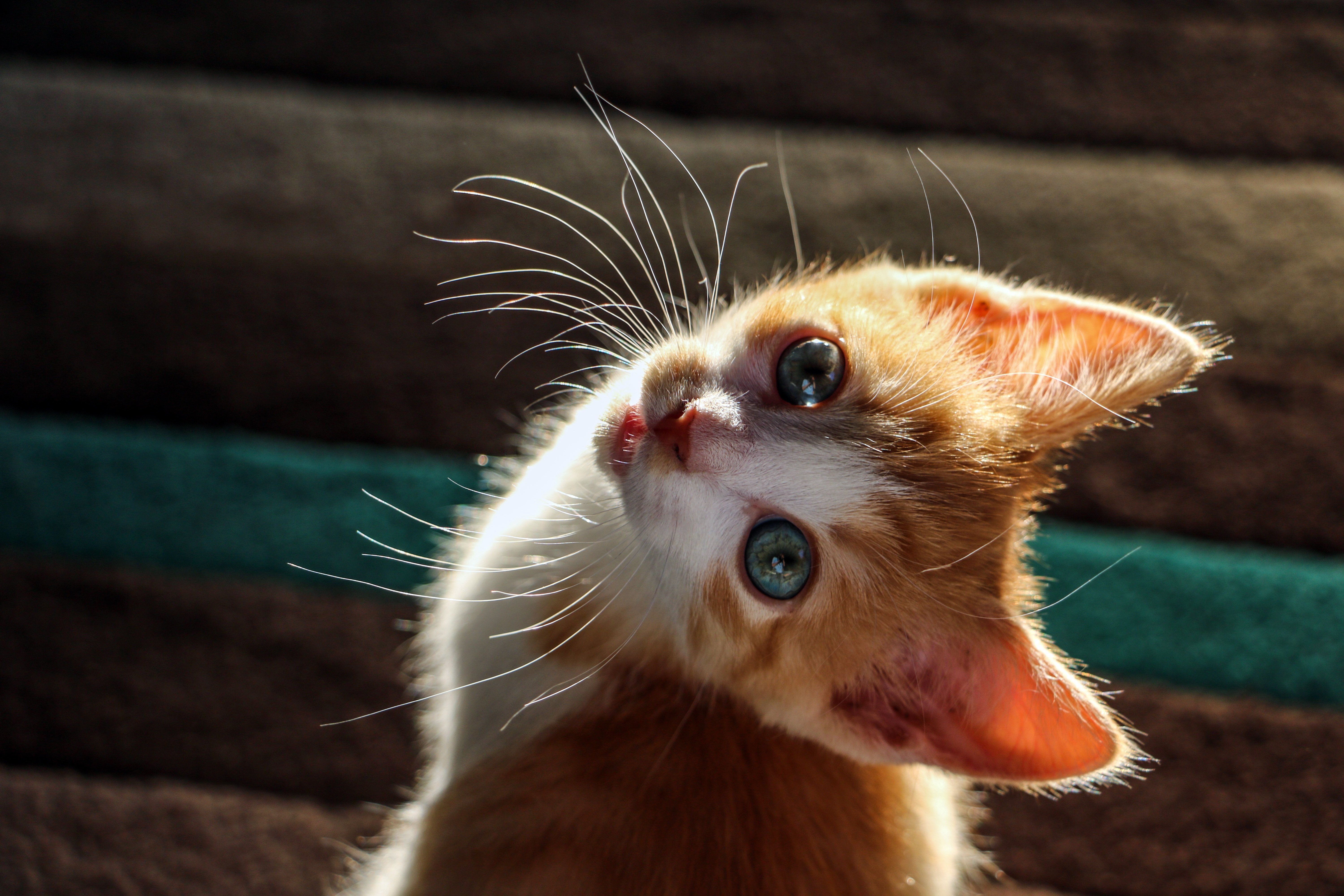 Кошка удивлена. Удивленный котенок. Любопытный котик. Испуганный кот. Удивленный рыжий котенок.