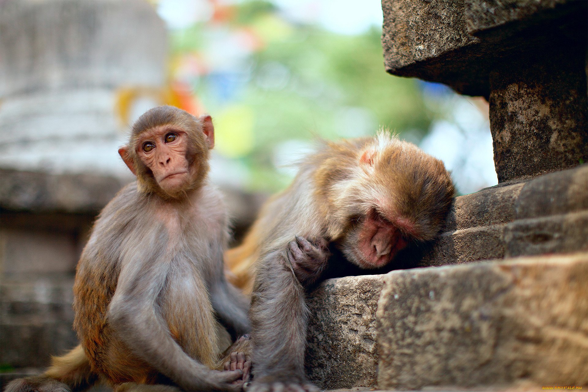 Макаки шимпанзе. Обезьяны. Смешные обезьяны. Фото обезьяны. Смешные обезьяны фото.
