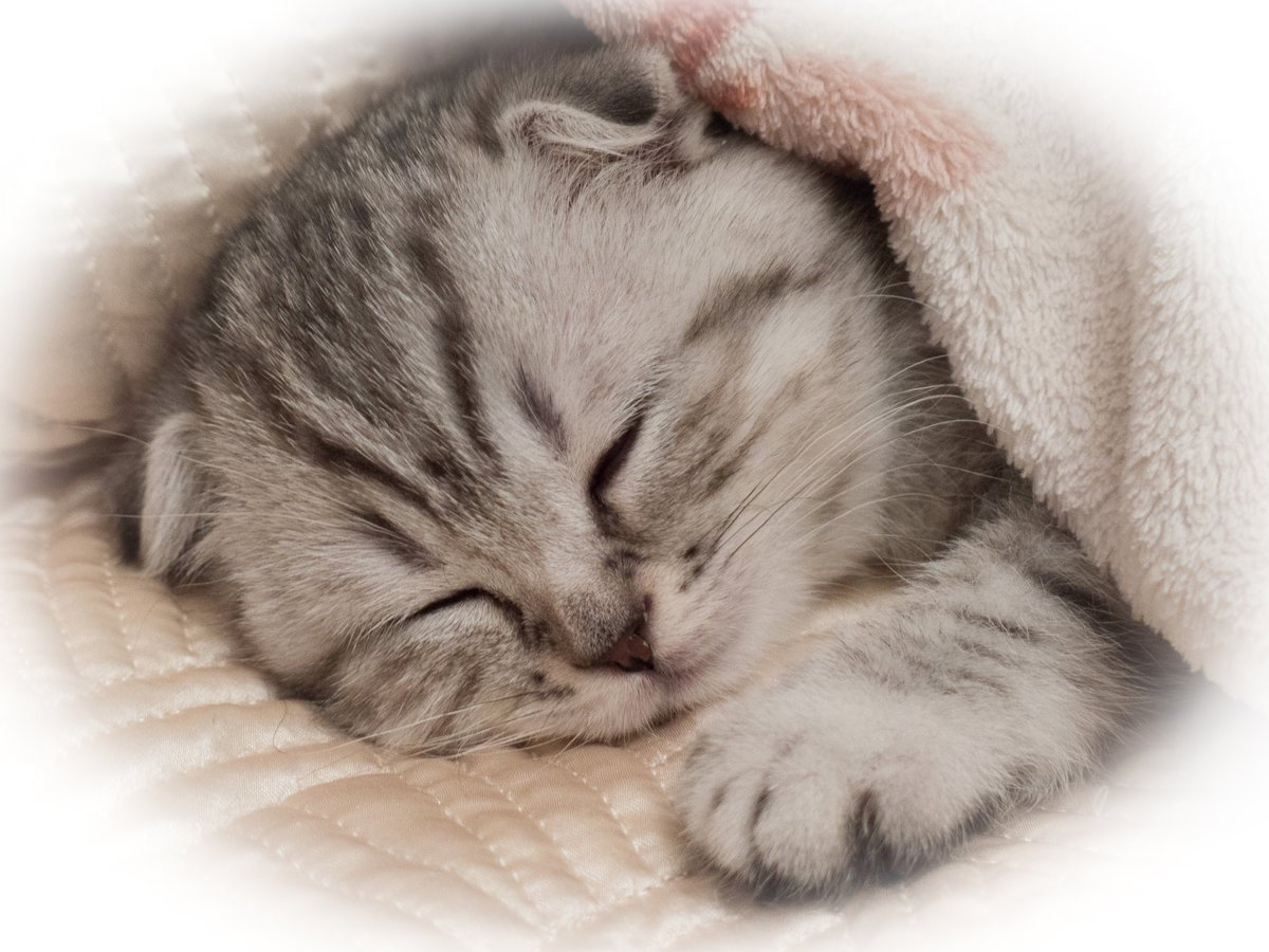 Картинка спокойной сладких. Котенок. Спокойной ночи!. Спокойной ночи котик. Сладких снов котенок. Котик сладко спит.