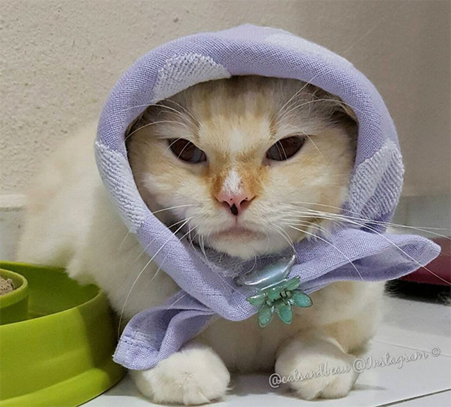 Кот в платке