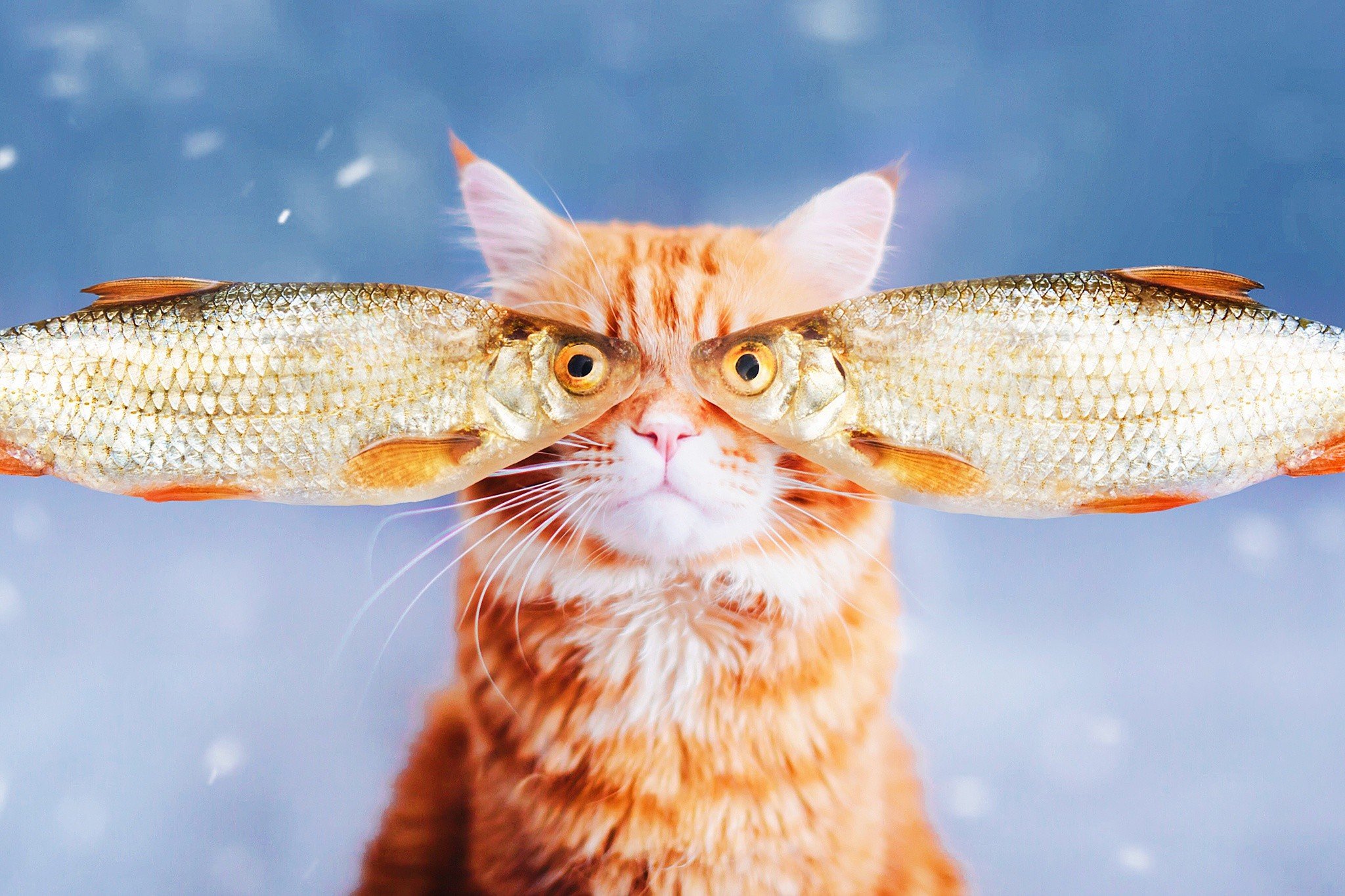 Котам рыбов. Кот с рыбой. Рыжий кот с рыбой. Котенок и рыба. Рыжий кот с рыбой в зубах.