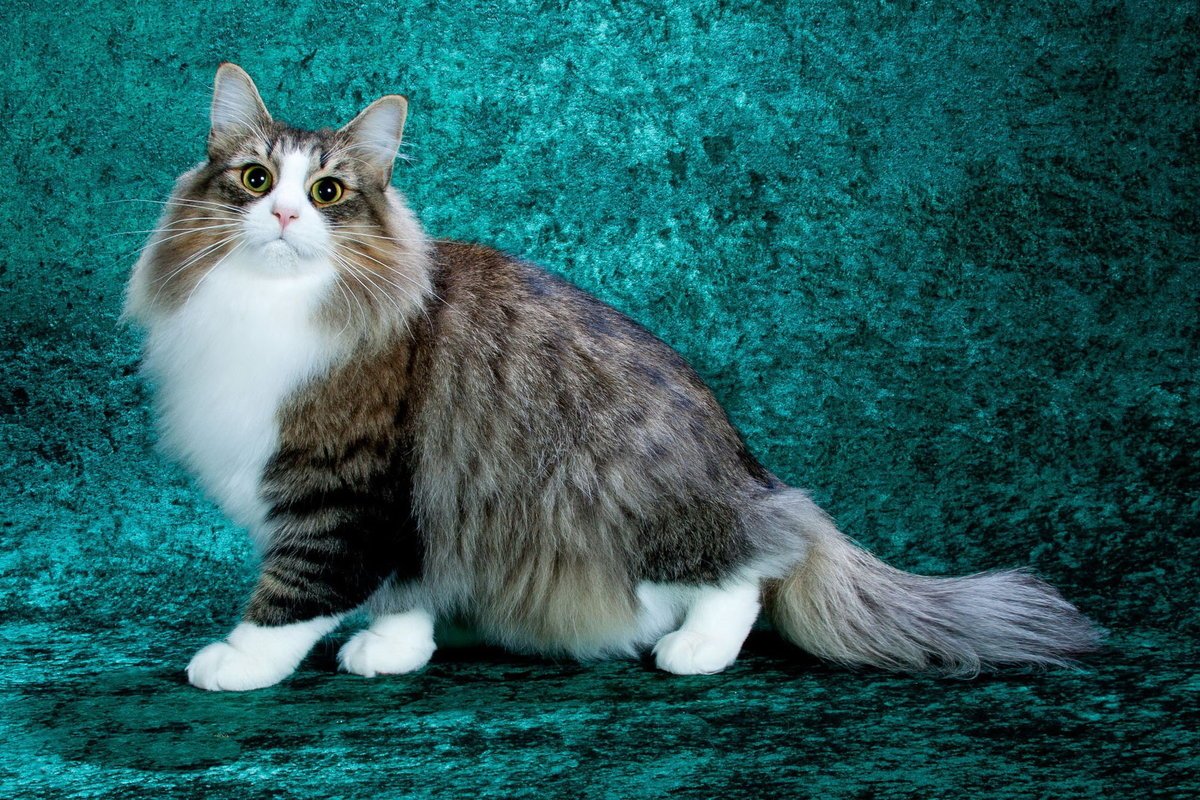 сибирская пушистая кошка фото