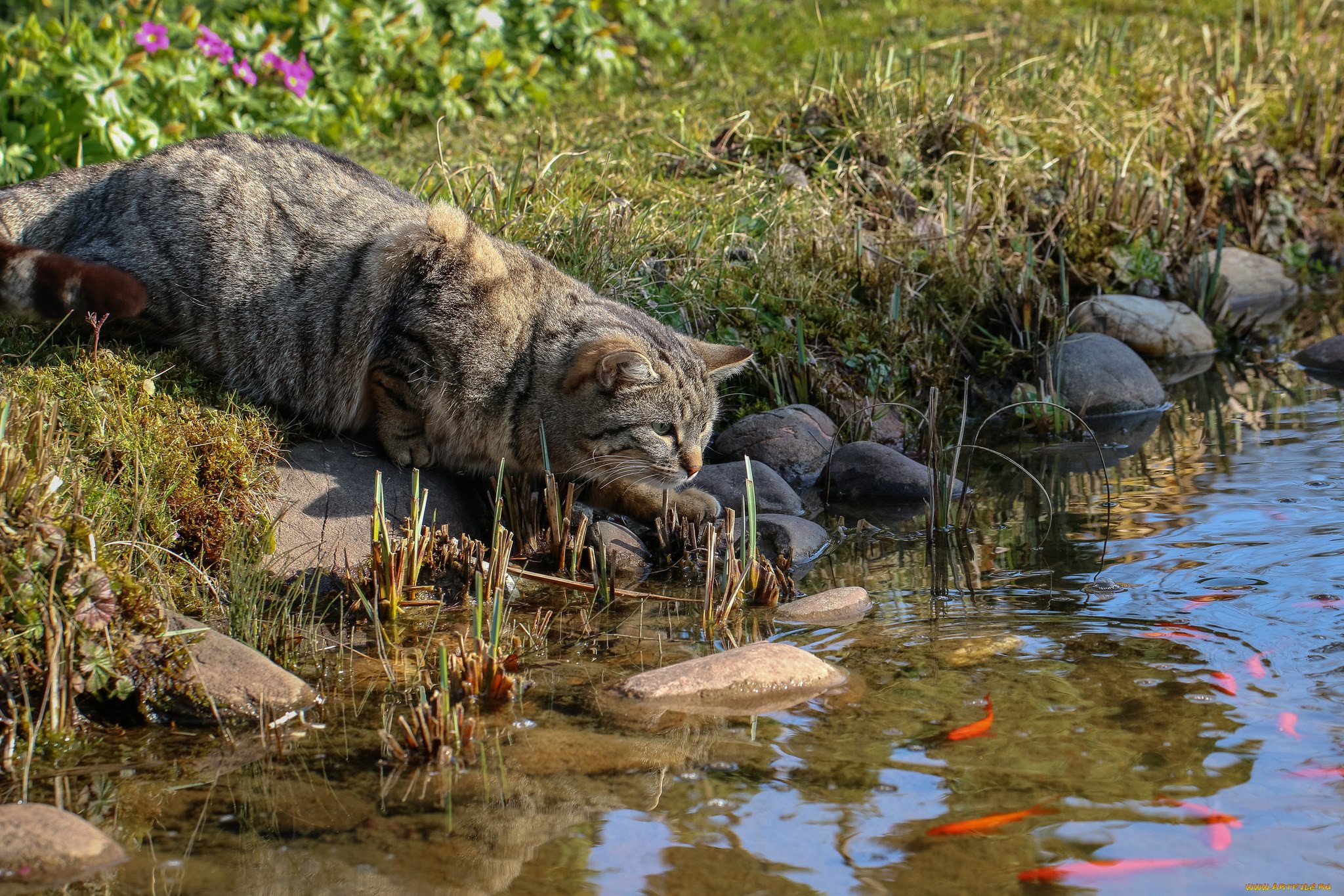 Рыба рысь. Кошка на охоте. Кошка на природе. Кот на рыбалке. Коты у реки.