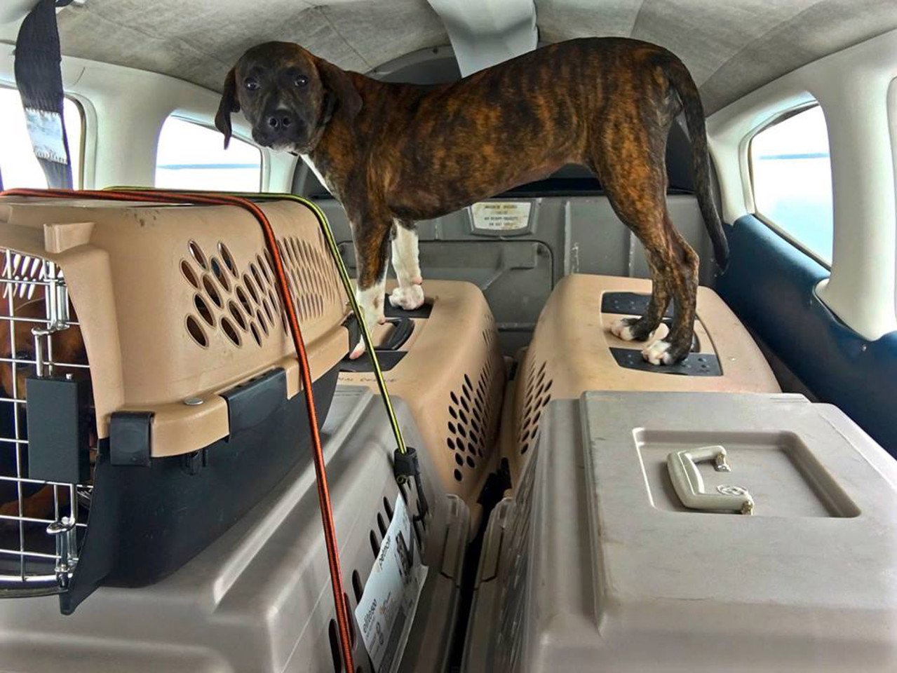 Как провезти собаку в поезде. Багажный отсек для животных. Отсек для животных в самолете. Багажный отсек для животных в самолете. Собака в салоне самолета.