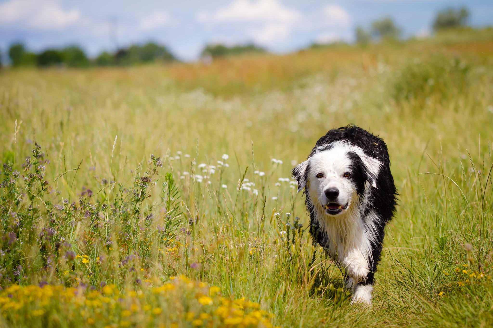 Grass animals. Бордер колли щенки. Бордер колли в поле. Собака в поле. Собака на траве.