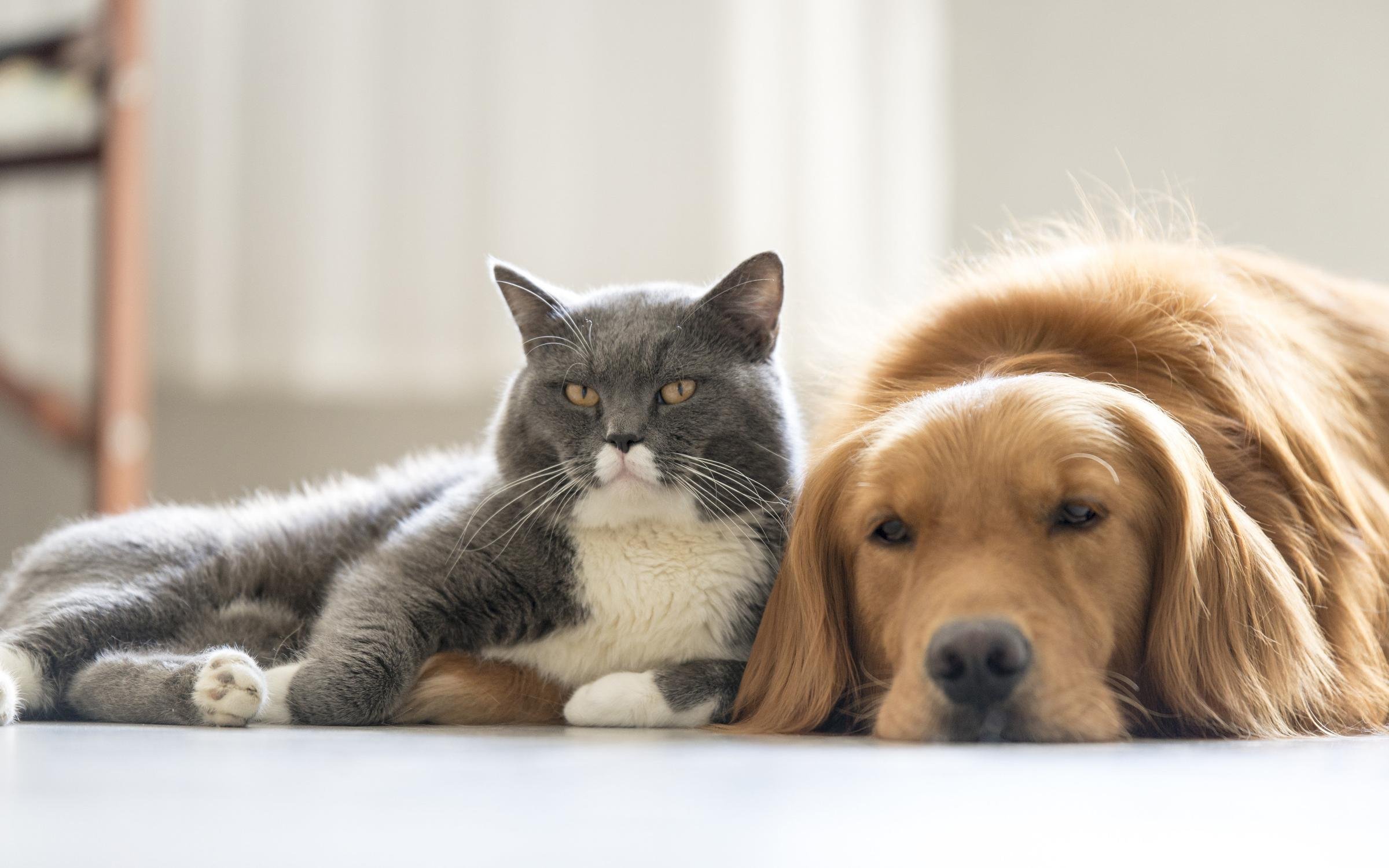 Together pet. Домашние питомцы. Кошки и собаки. Собака и кошка вместе. Красивые домашние животные.