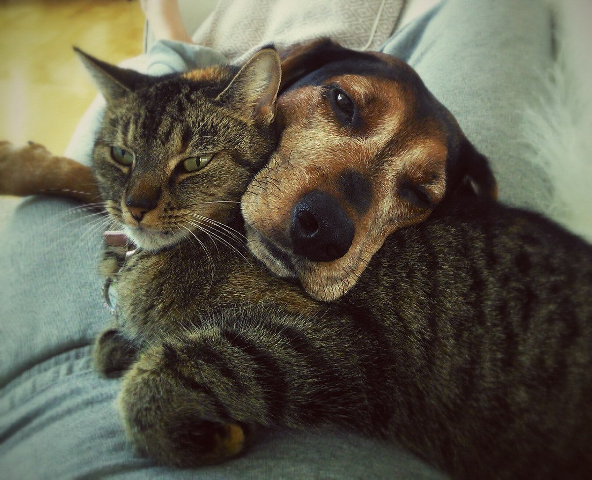 Говорящие коты и собаки. Кошки и собаки. Смешные кошки и собаки. Собака и кошка вместе. Фото кошек и собак.