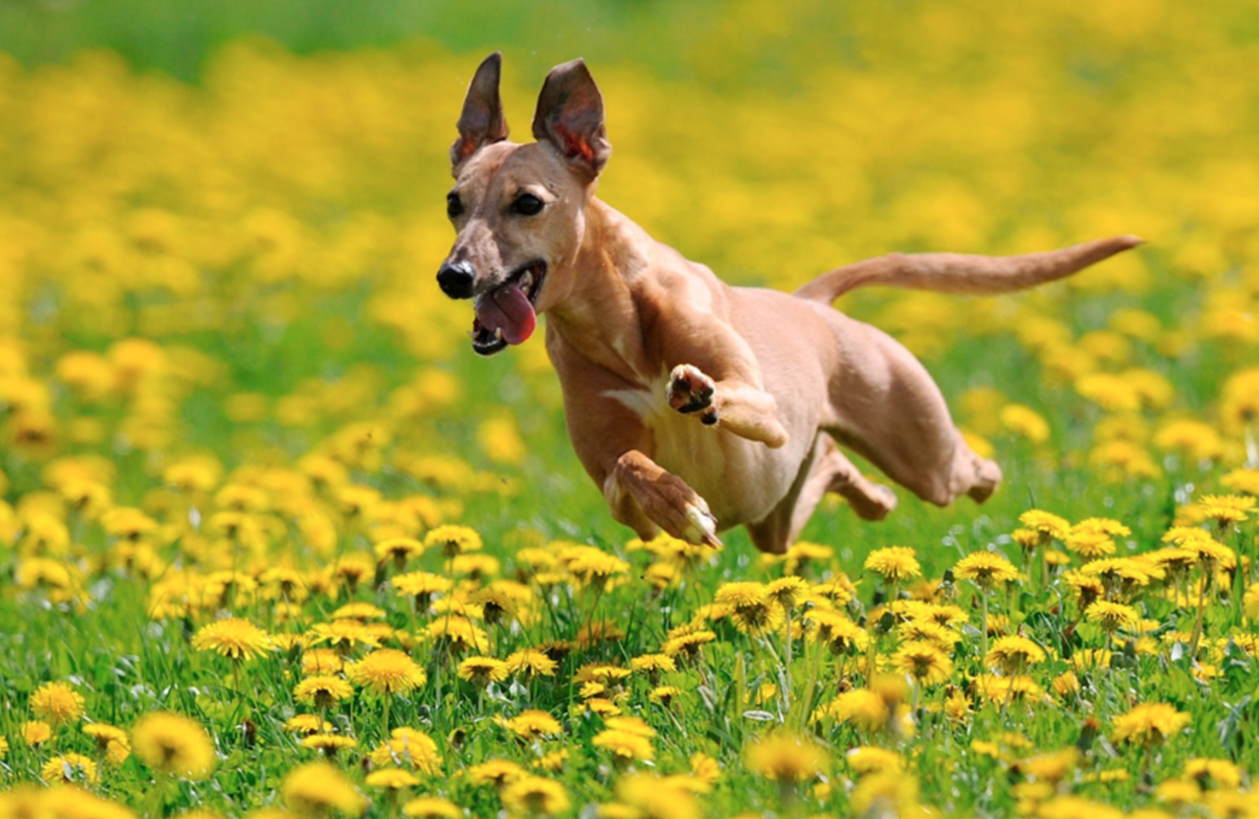 Пес сбежал. Собака бежит. Собака бежит в поле. Собака в поле. Собака бежит по полю.