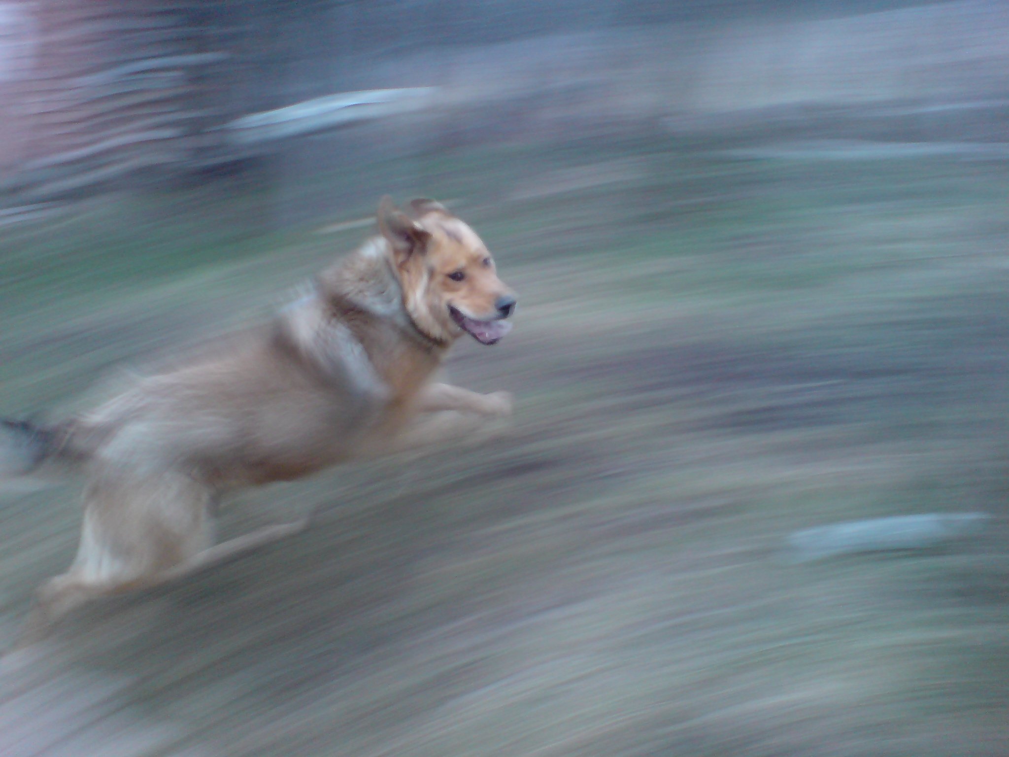 Валера бежит за щенком со скоростью