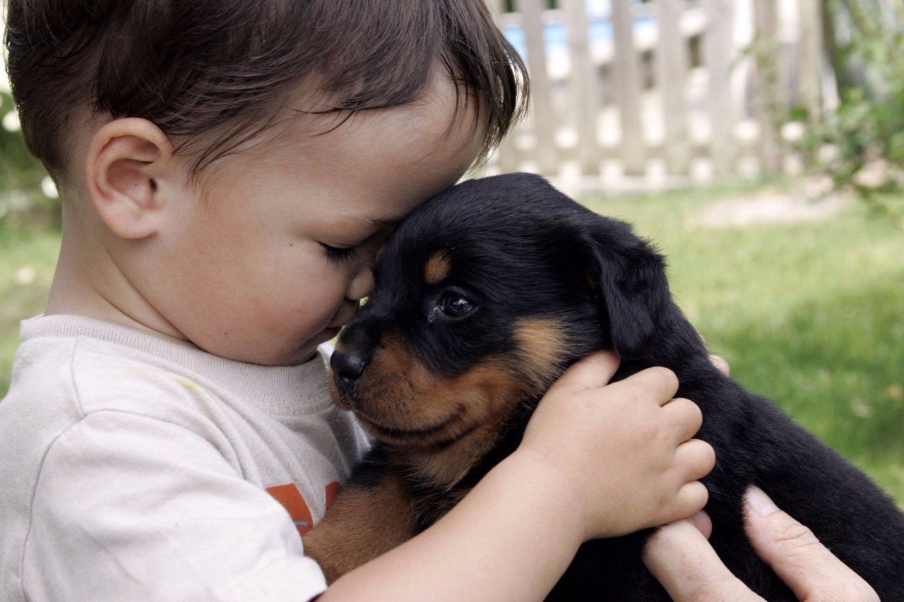 Заботиться щенок. Собака друг человека. Собака для детей. Для детей. Животные. Животные друзья человека.