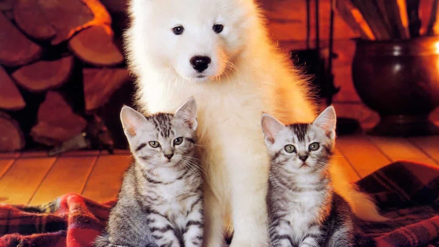 Мире животных про кошку. Собачки и кошечки. Милые собачки и кошечки. Милые котята и щенки. Красивые собаки и кошки.