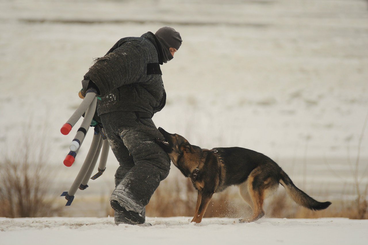 Служебное собаководство в России
