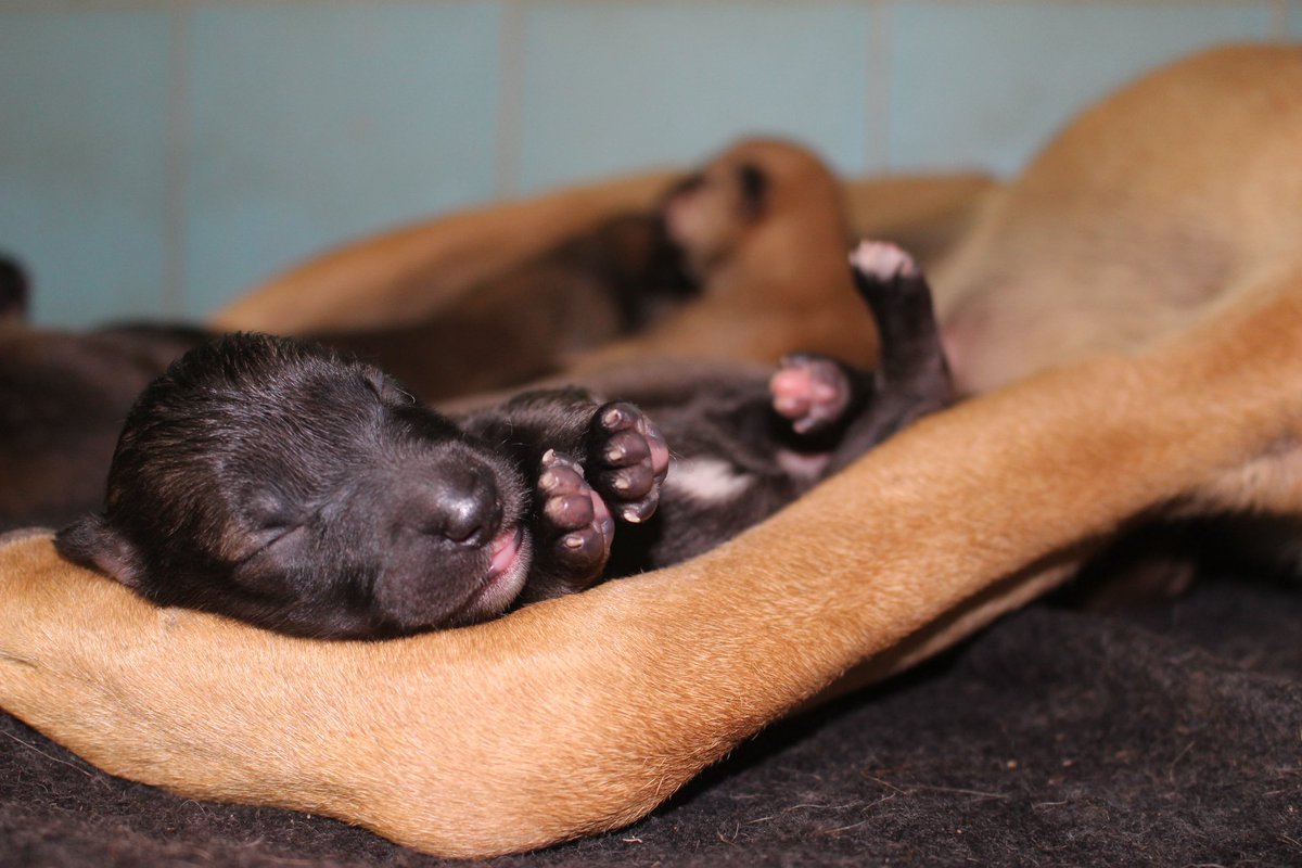 Сон родить собаку. Новорожденные щенки. Щенок но. Новорождённые щенки немецкой овчарки.