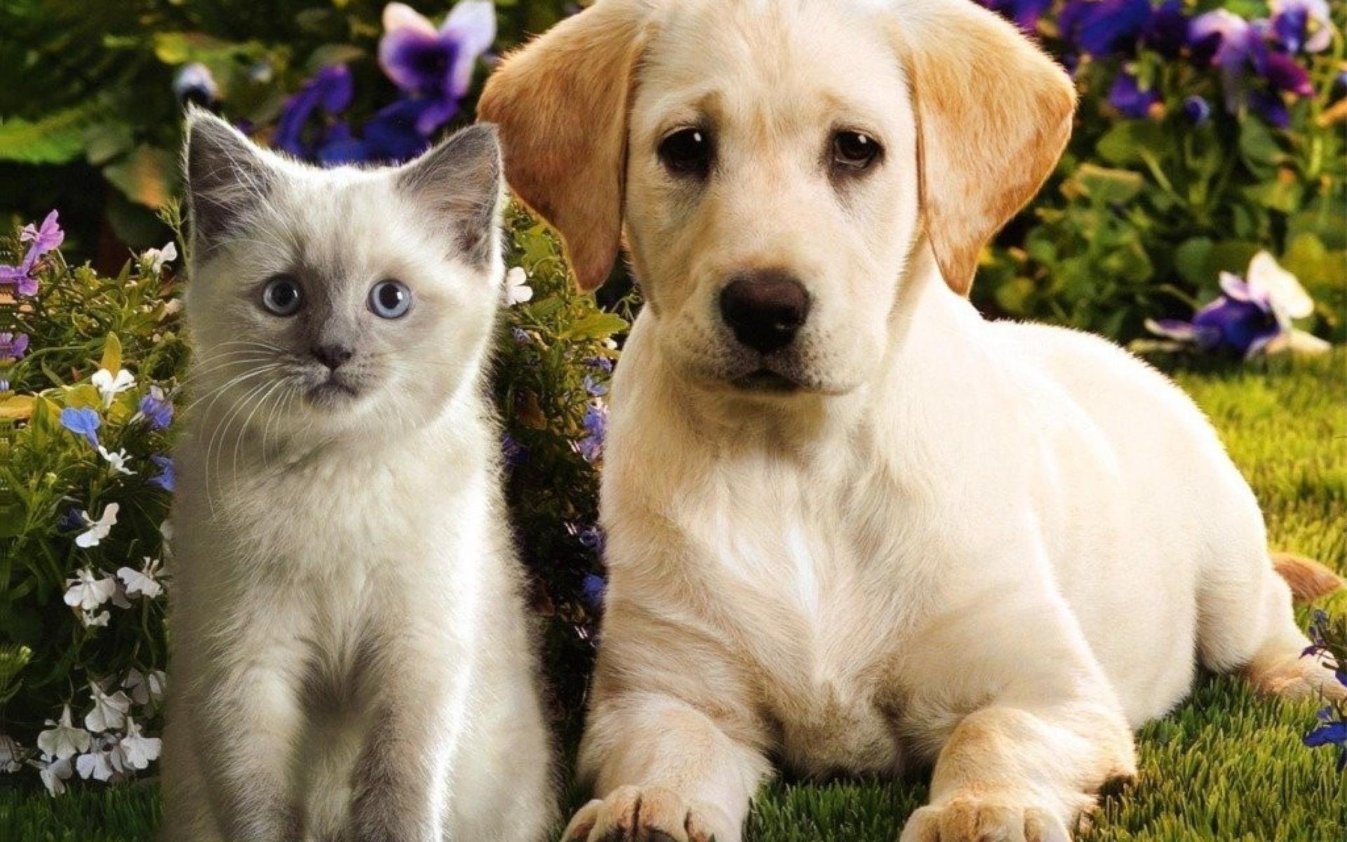 Показать кошки собачки. Собачки и кошечки. Щенок и котенок. Красивые собаки. Красивые собаки и кошки.
