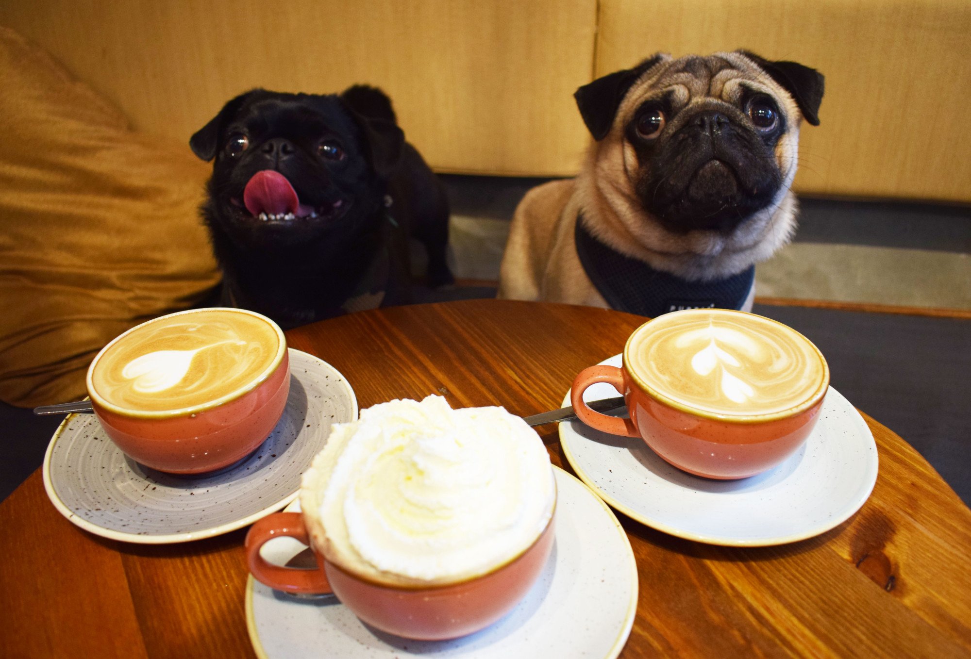 Рестораны можно с собакой. Собака с кофе. Кафе с мопсами. Мопс с кофе. Кофейня Мопс.