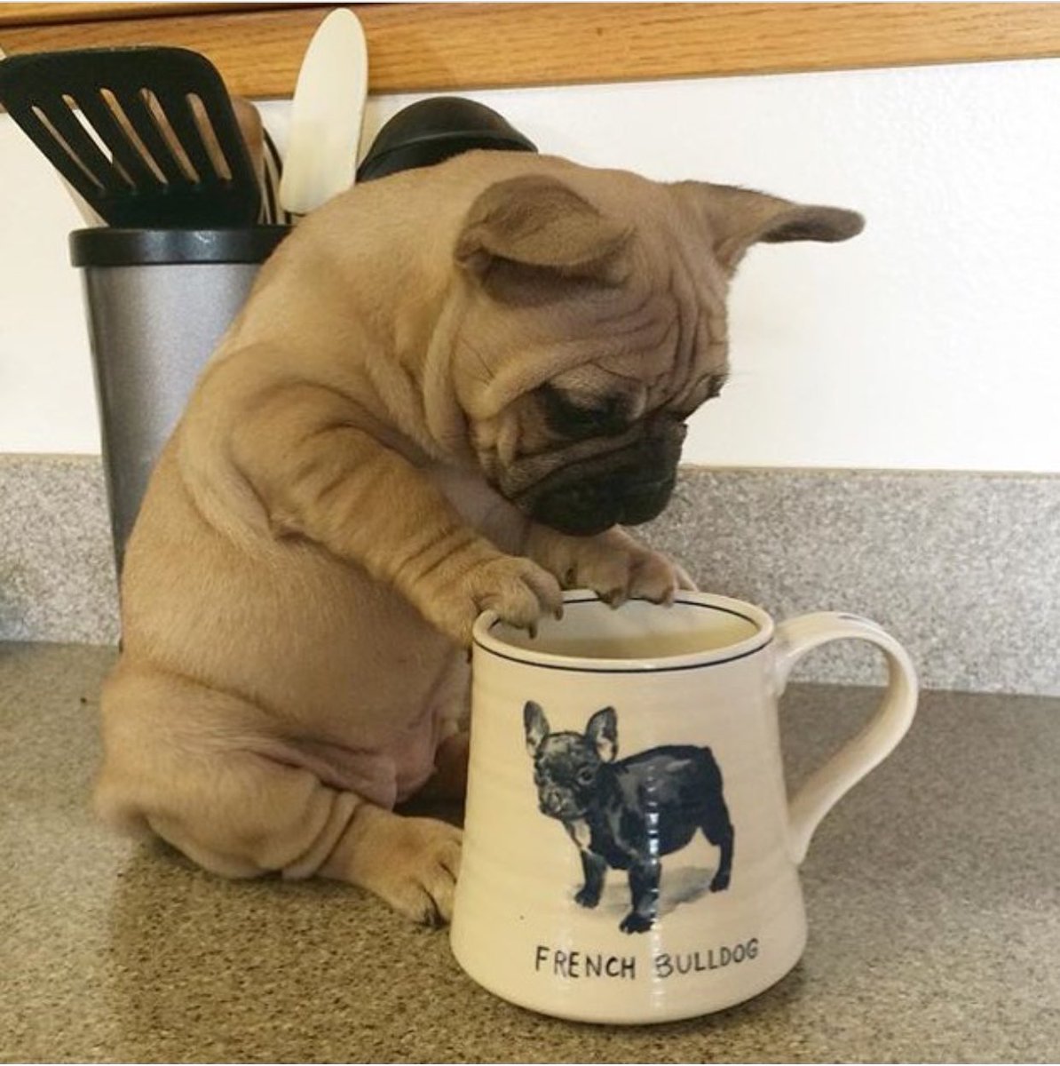 Собаки пьют чай. Французский бульдог и кофе. Собака с кофе. Доброе утро французский бульдог. Доброе утро бульдог.