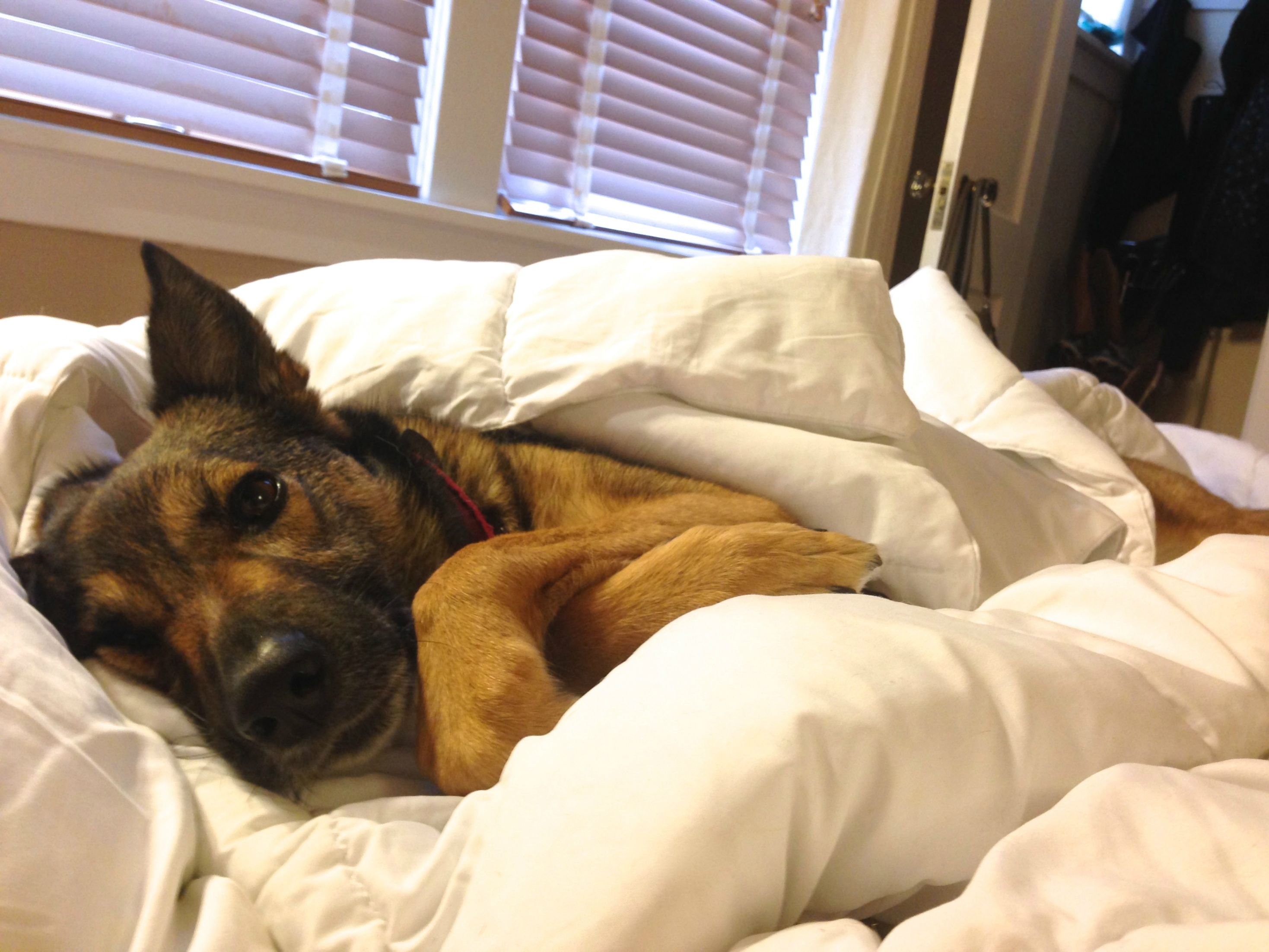 Картинка утро собака. Собака спит. Собака проснулась. Доброе утро собаки. Собачка в кровати.