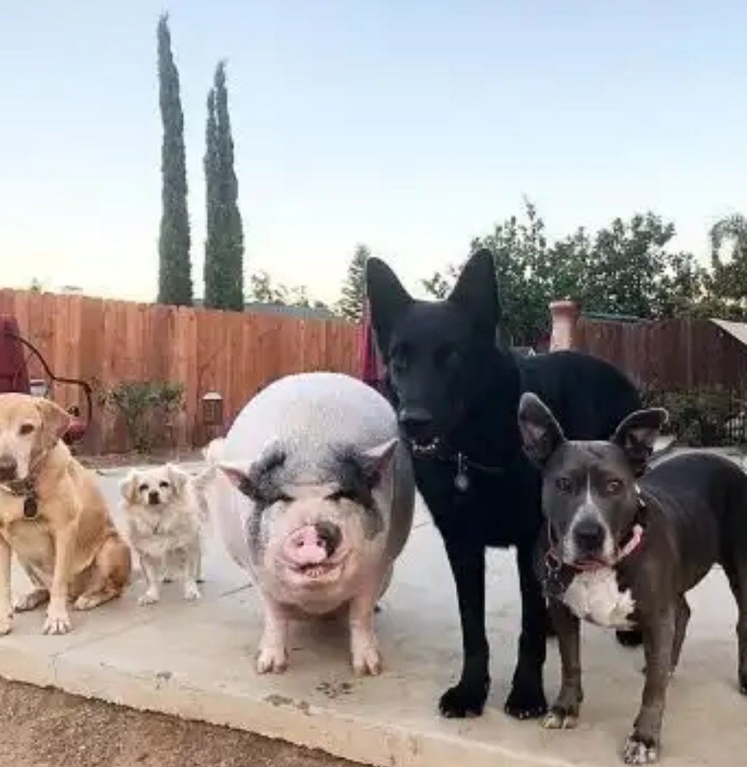 Собака свинья год. Собака свинья. 5 Собак. Свинская собака. Свинья и пес.