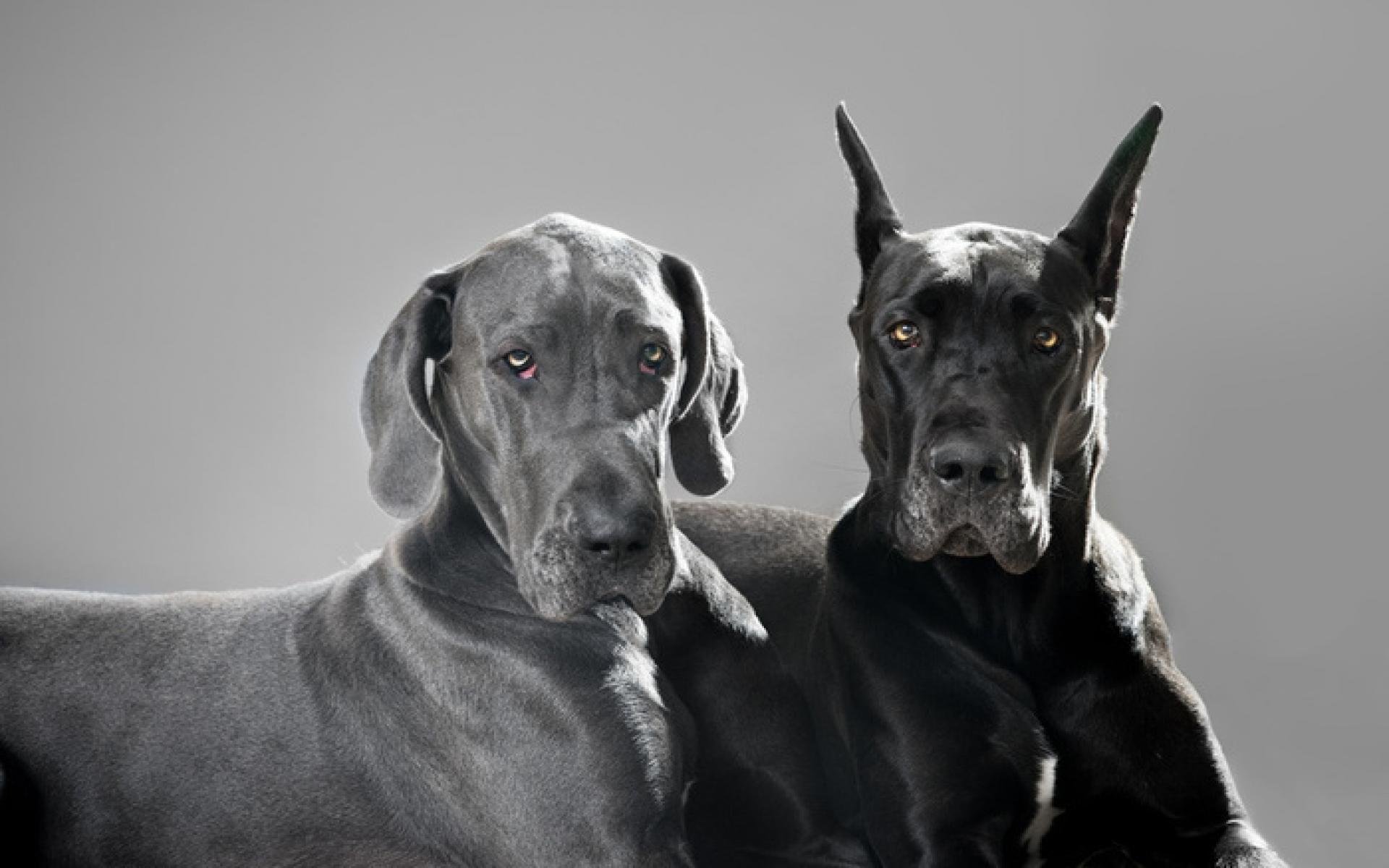 Порода собак в рекламе. Порода собак Королевский дог. Чёрный Королевский немецкий дог. Королевский дог с некупированными ушами. Королевский дог мраморный.