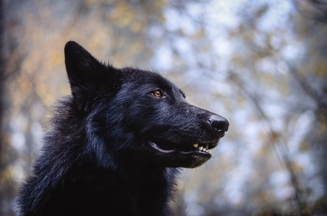 Благородный черный пес. Канадский волкособ вольфхунд. Аляскинский вольфхунд. Чёрный канадский волкособ. Волкособ волк черный.