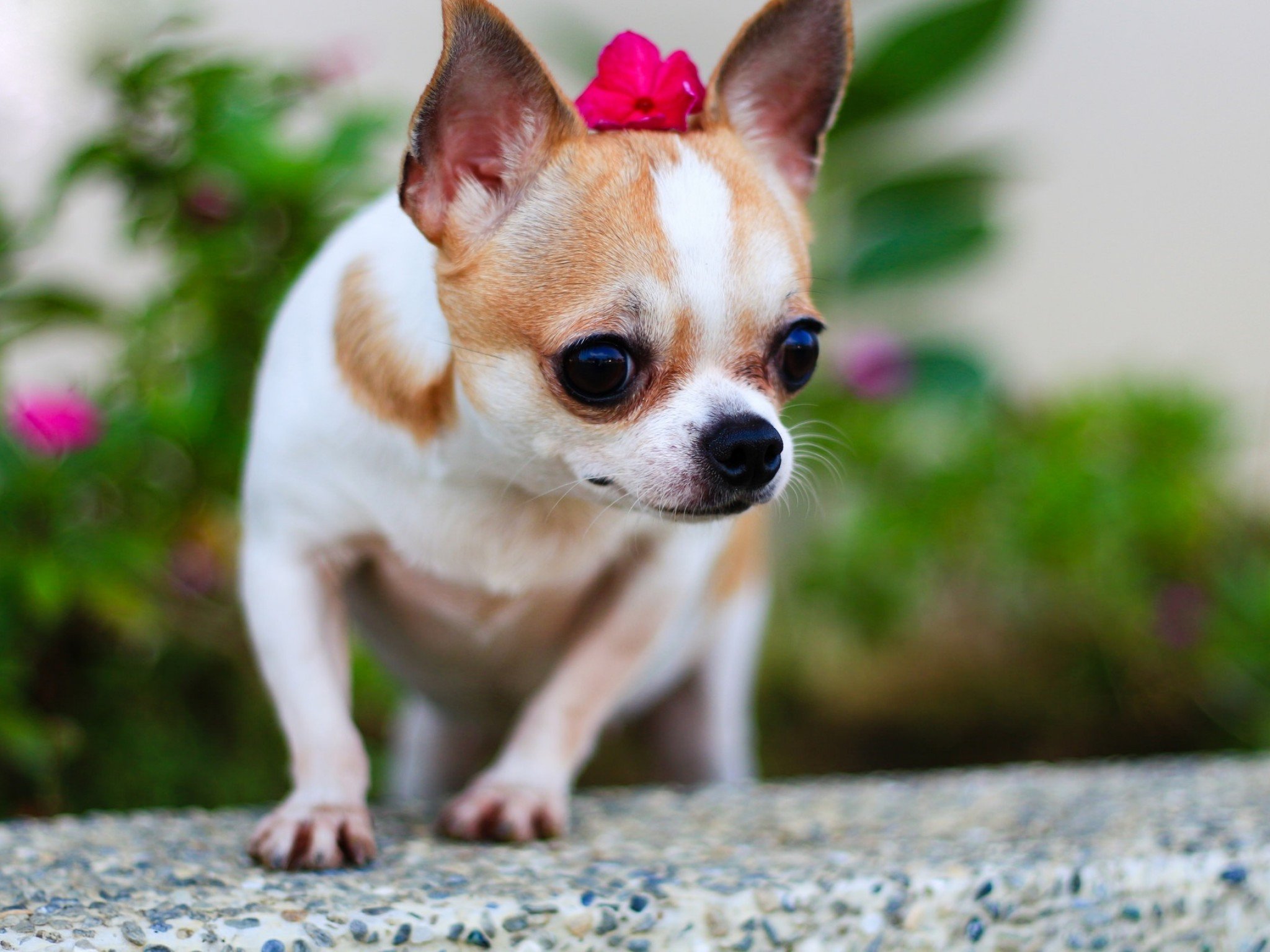 Породы маленьких собак чихуахуа. Порода собак чихуахуа. Маленькая собачка чихуахуа. Собака чихуа Хуа Хуа. Чихуахуа короткошерстные.