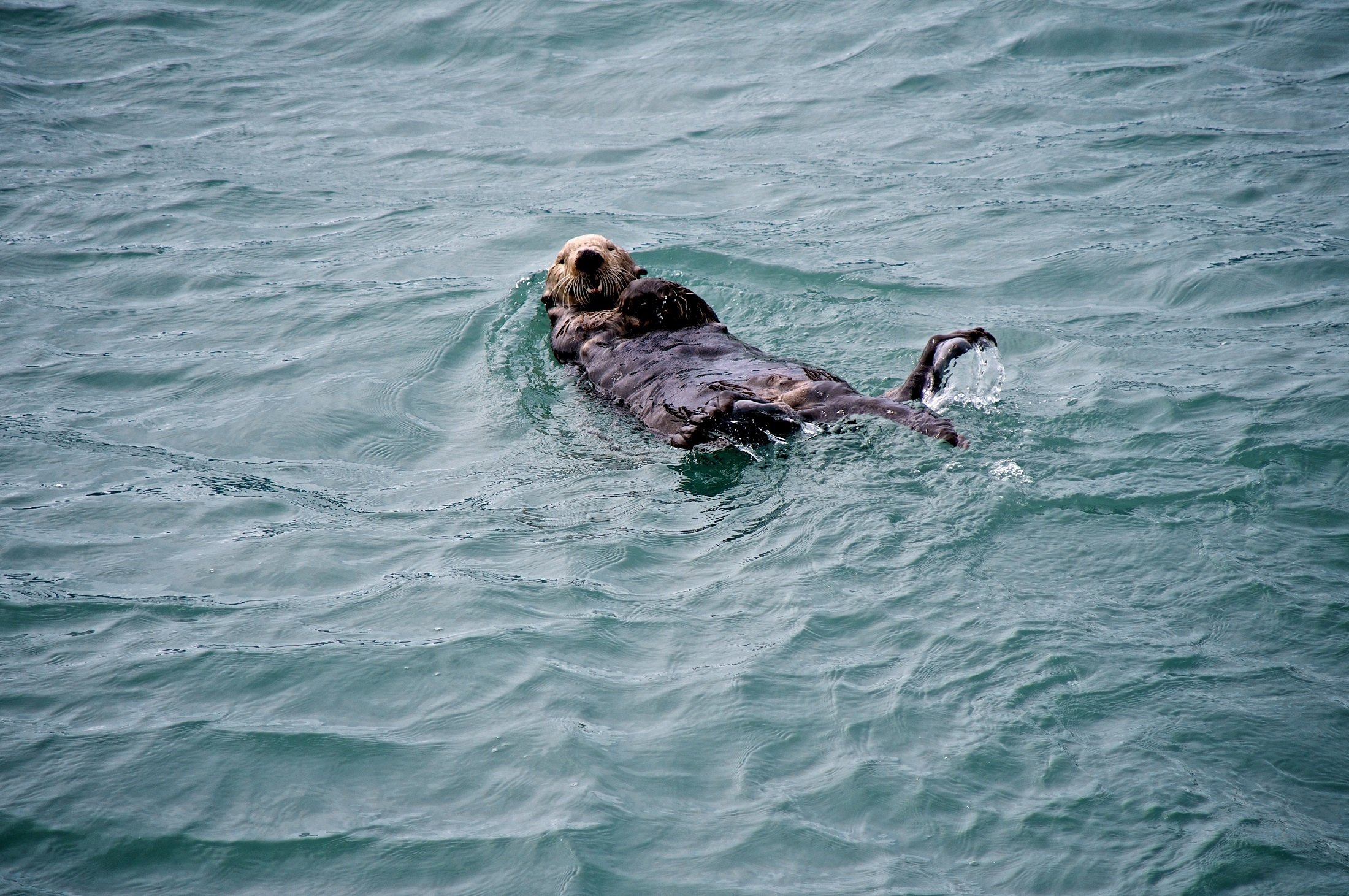 Морской пес. Плавание животных. Морской щенок. Активное плавание животных.
