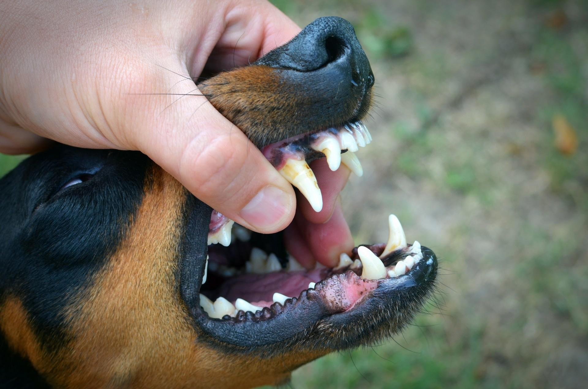 Почему собака часто открывает рот