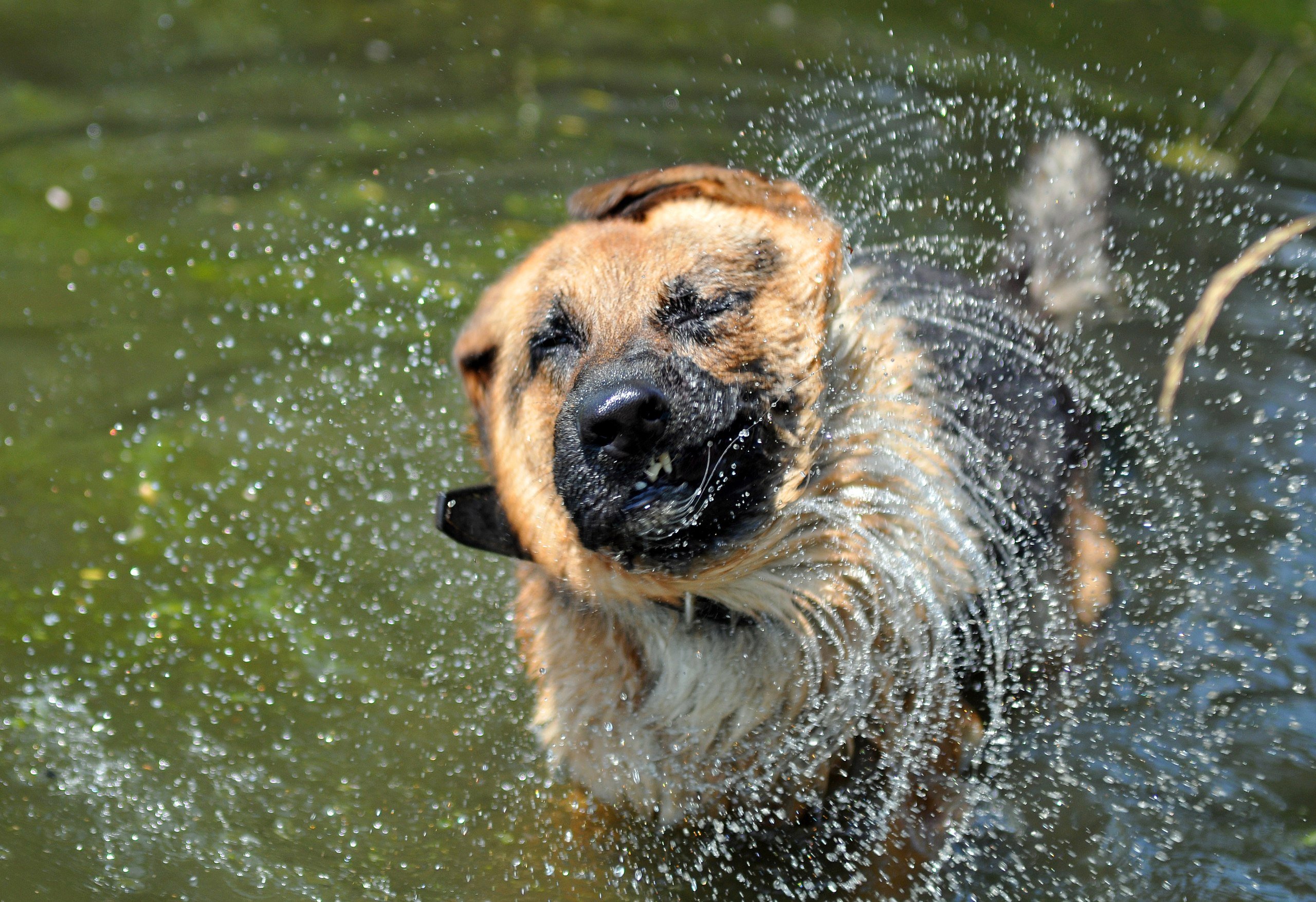 Животные купаются. Собака отряхивается. Собака отряхивается от воды. Собака плавает.