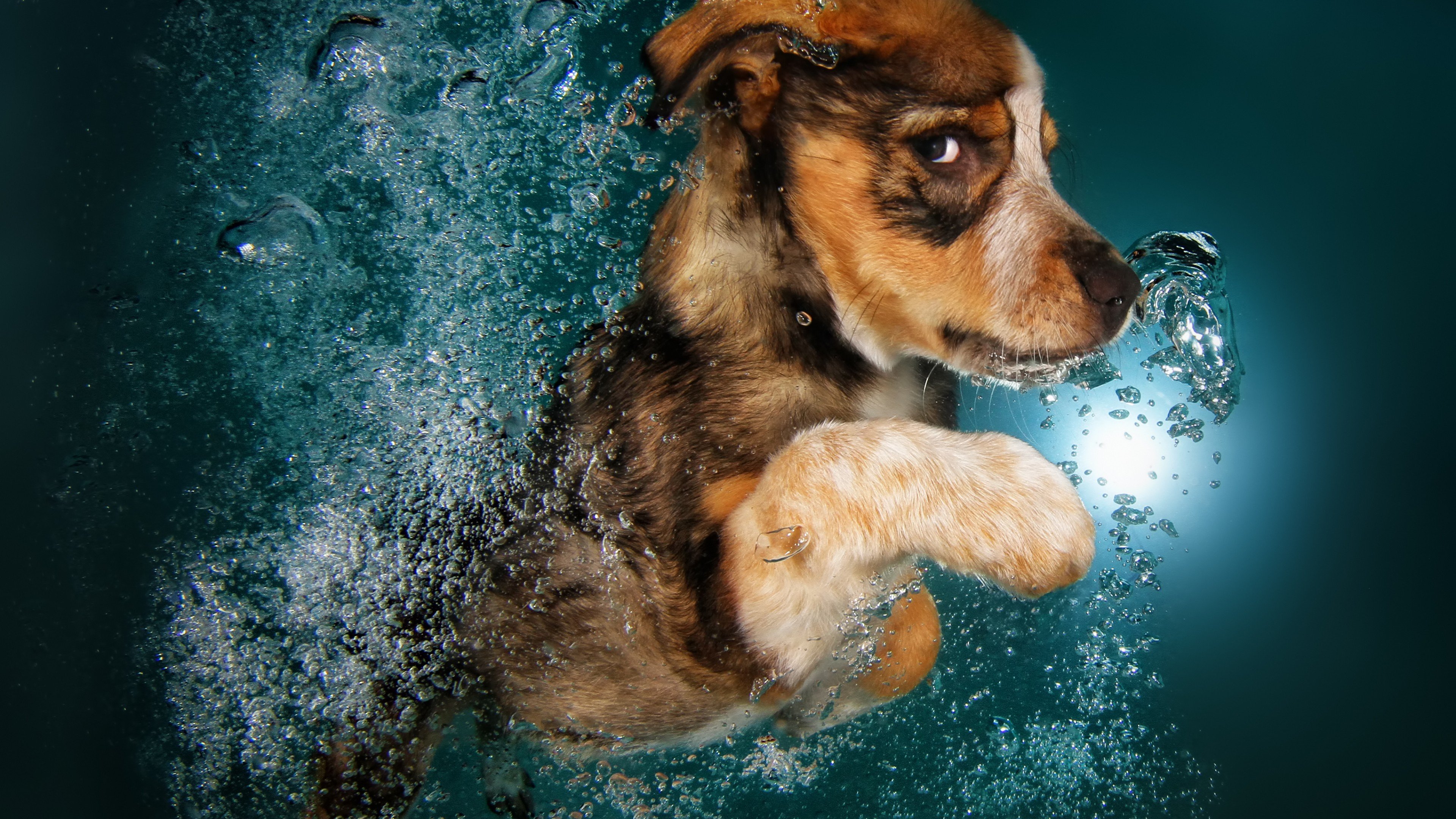 Учи рыбу плавать а собаку лаять. Сет Кастил. Фотограф сет Кастил. Собака в воде. Собака тонет.
